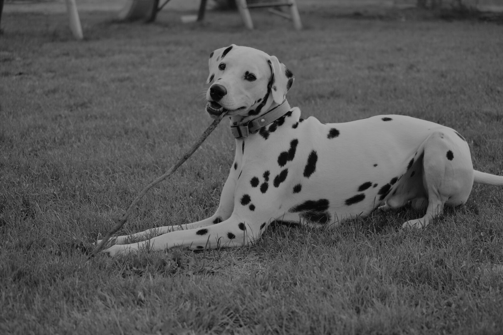 Nikon D3100 sample photo. Animals, animal, dog photography