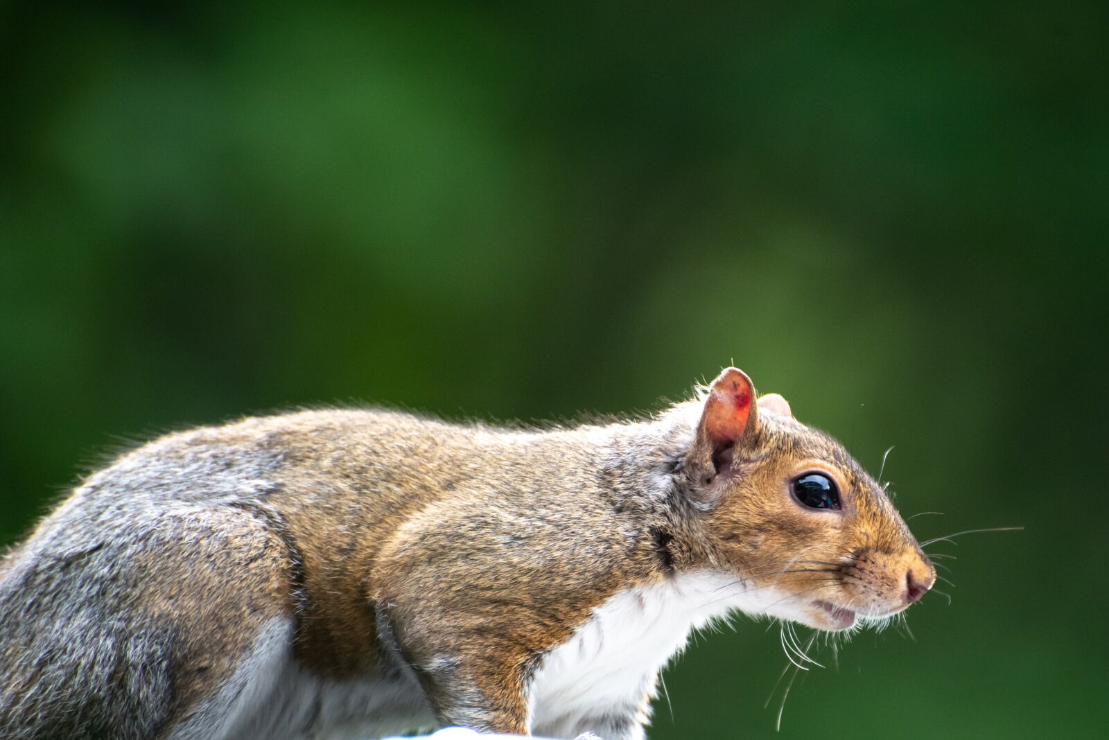 Nikon D750 sample photo. Squirrel, nature, animal photography