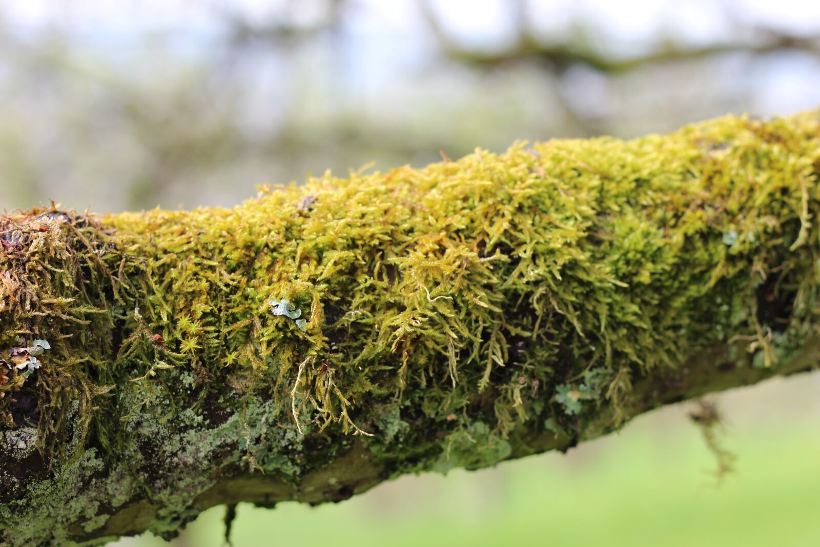 Canon EOS 600D (Rebel EOS T3i / EOS Kiss X5) + Canon EF 50mm F1.8 II sample photo. Moss, branch, nature photography