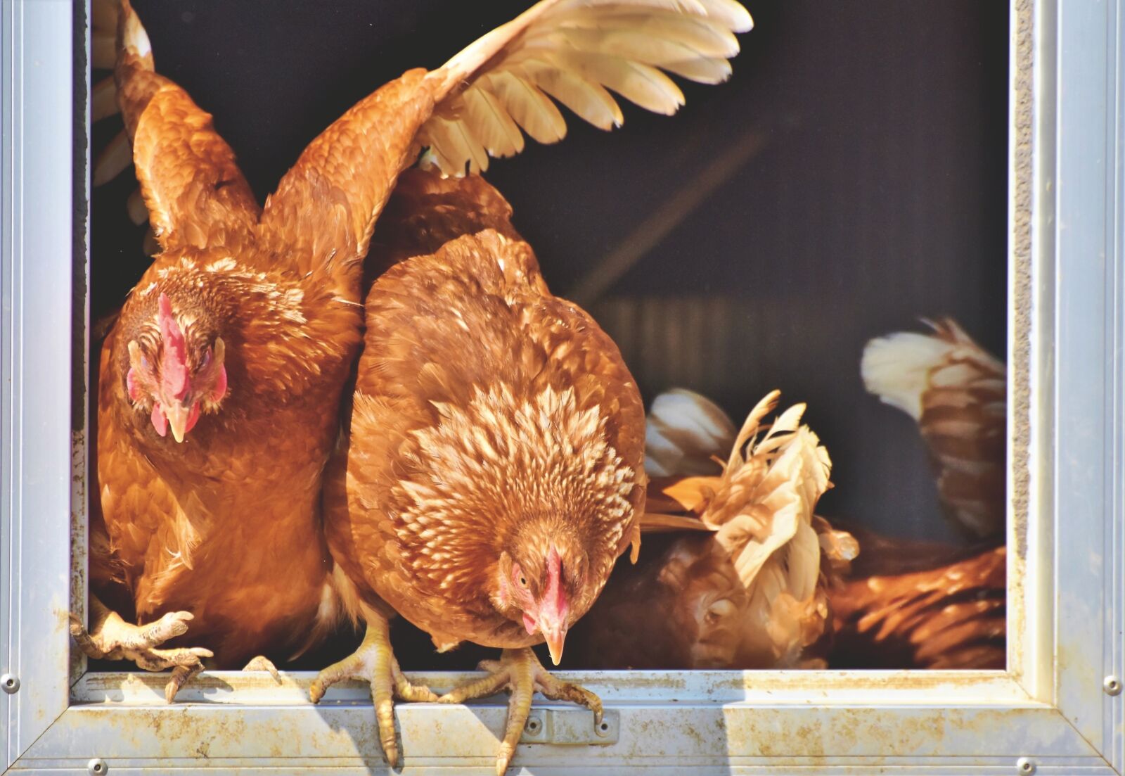 Nikon D7200 sample photo. Chicken, hen, poultry photography