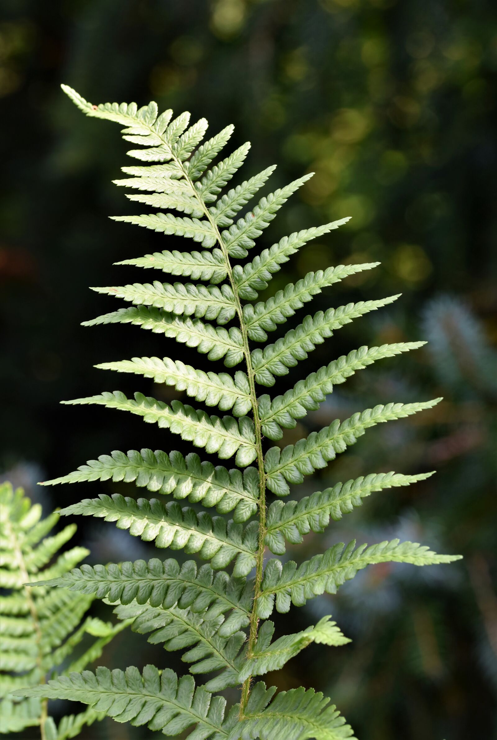 Nikon D7200 sample photo. Fern, fern leaf, fern photography