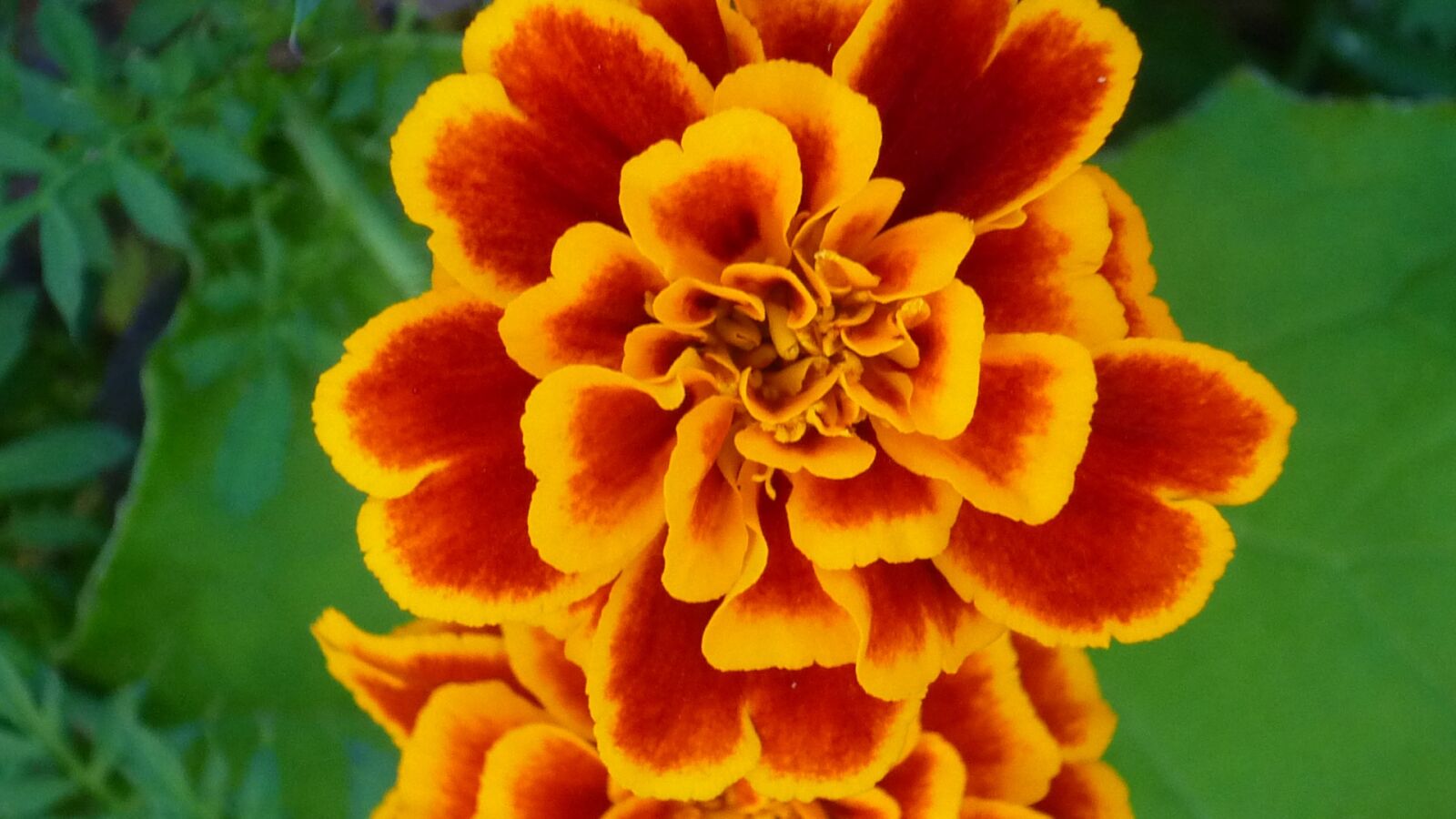 Panasonic Lumix DMC-FS6 sample photo. Marigold, magnificent, flowers pattern photography