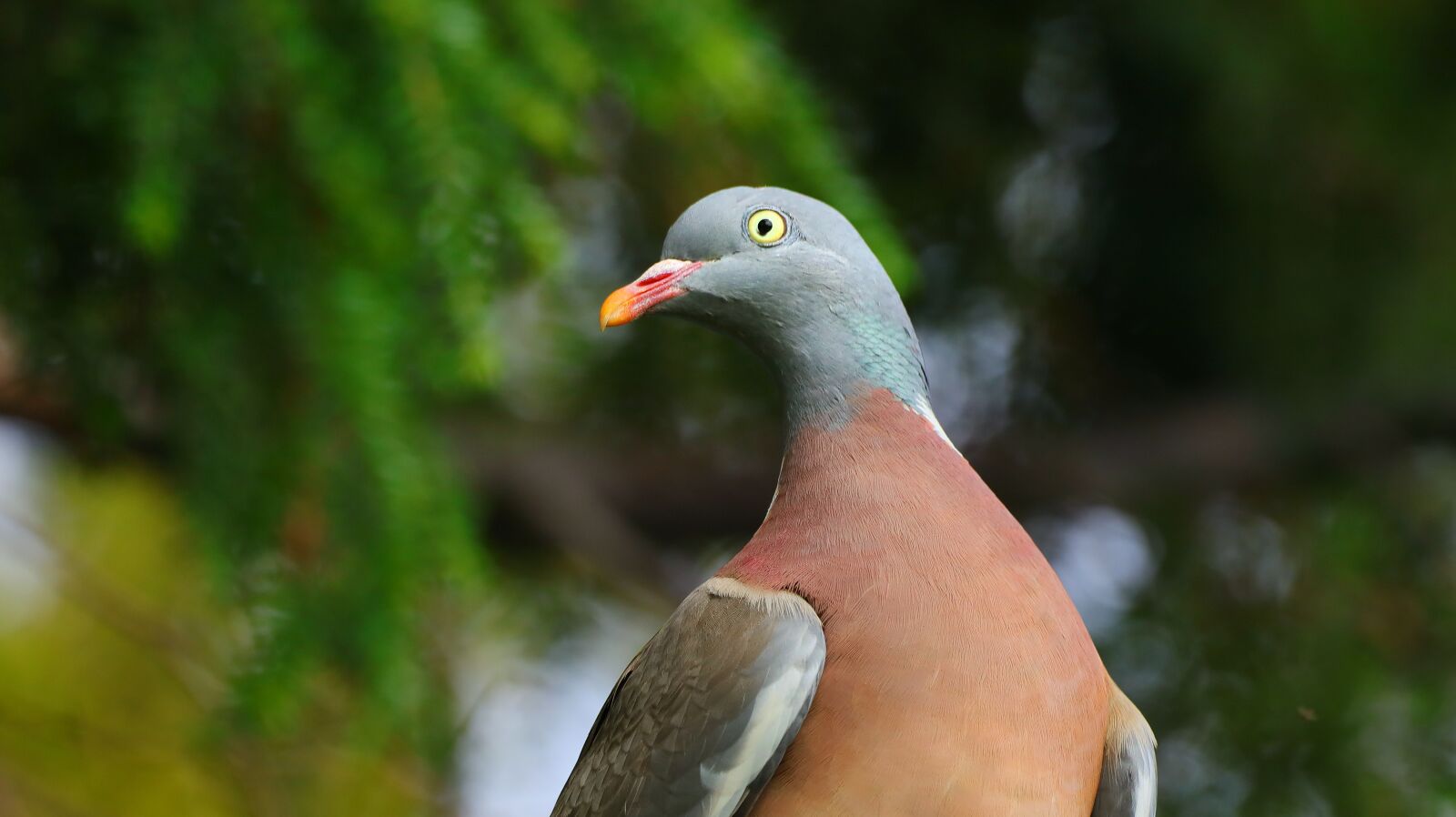 150-600mm F5-6.3 DG OS HSM | Contemporary 015 sample photo. Dove, bird, feather photography