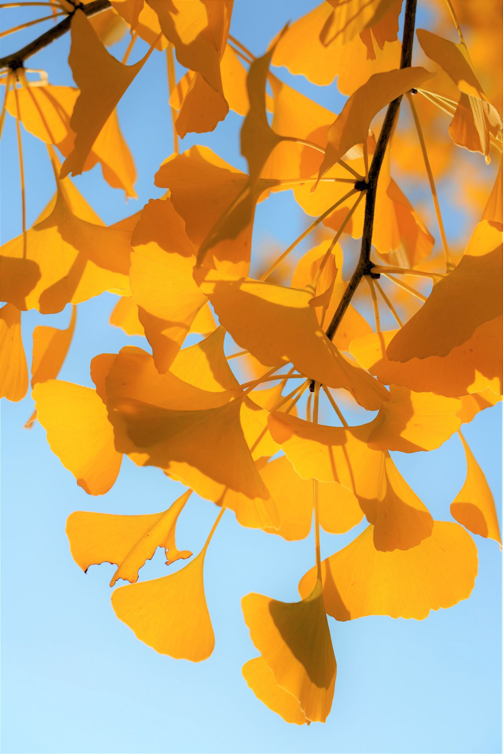 Sony FE 24-105mm F4 G OSS sample photo. Ginkgo, ginkgo biloba, nature photography