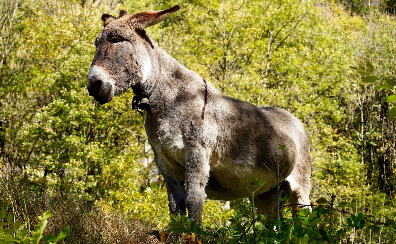 Sony DT 55-300mm F4.5-5.6 SAM sample photo. Donkey, grey, animal photography