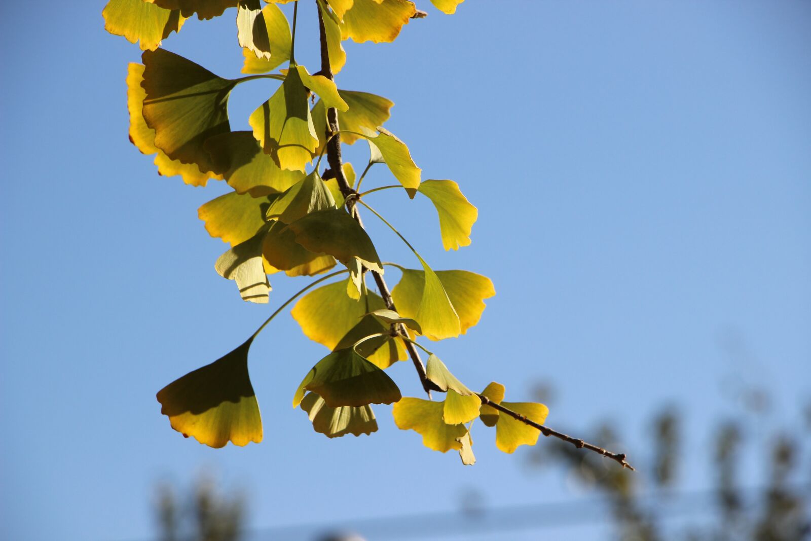 Canon EOS 600D (Rebel EOS T3i / EOS Kiss X5) sample photo. Leaf, leaves, autumn photography