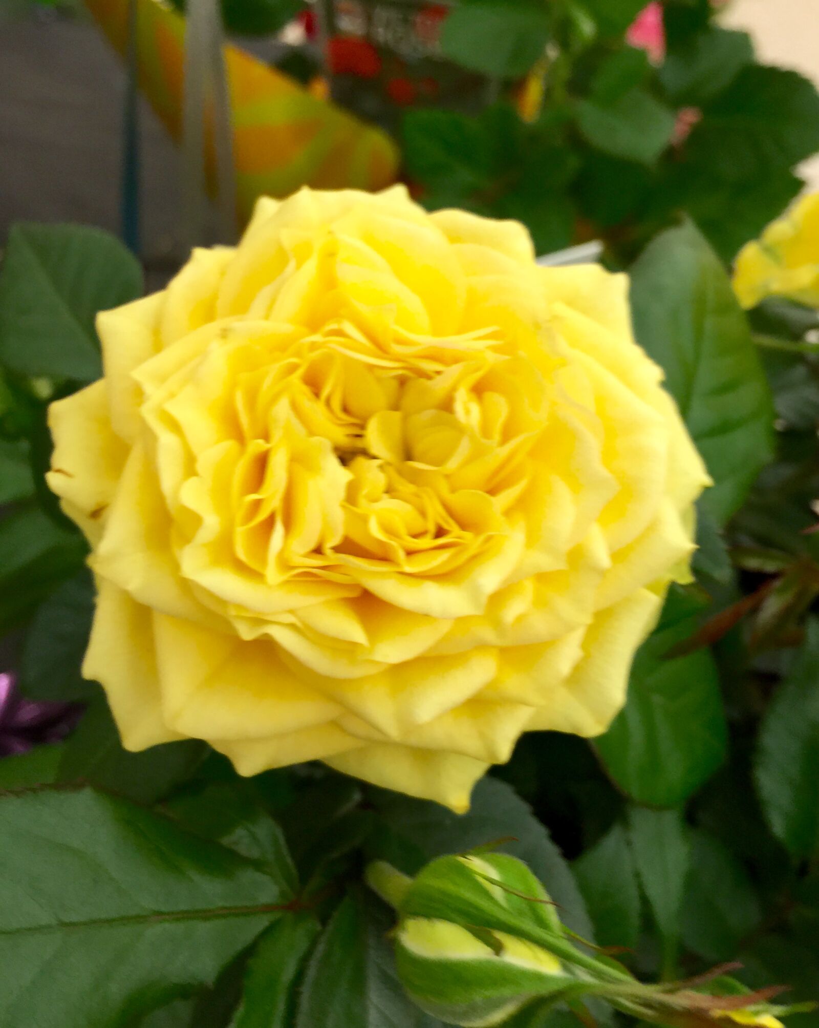 iPhone 6 Plus back camera 4.15mm f/2.2 sample photo. Bloom, blossom, close, up photography