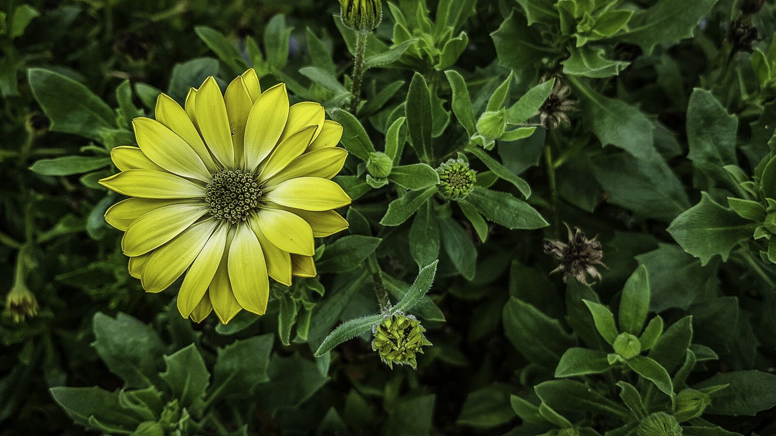 Samsung Galaxy S7 sample photo. Bloom, flower, nature photography