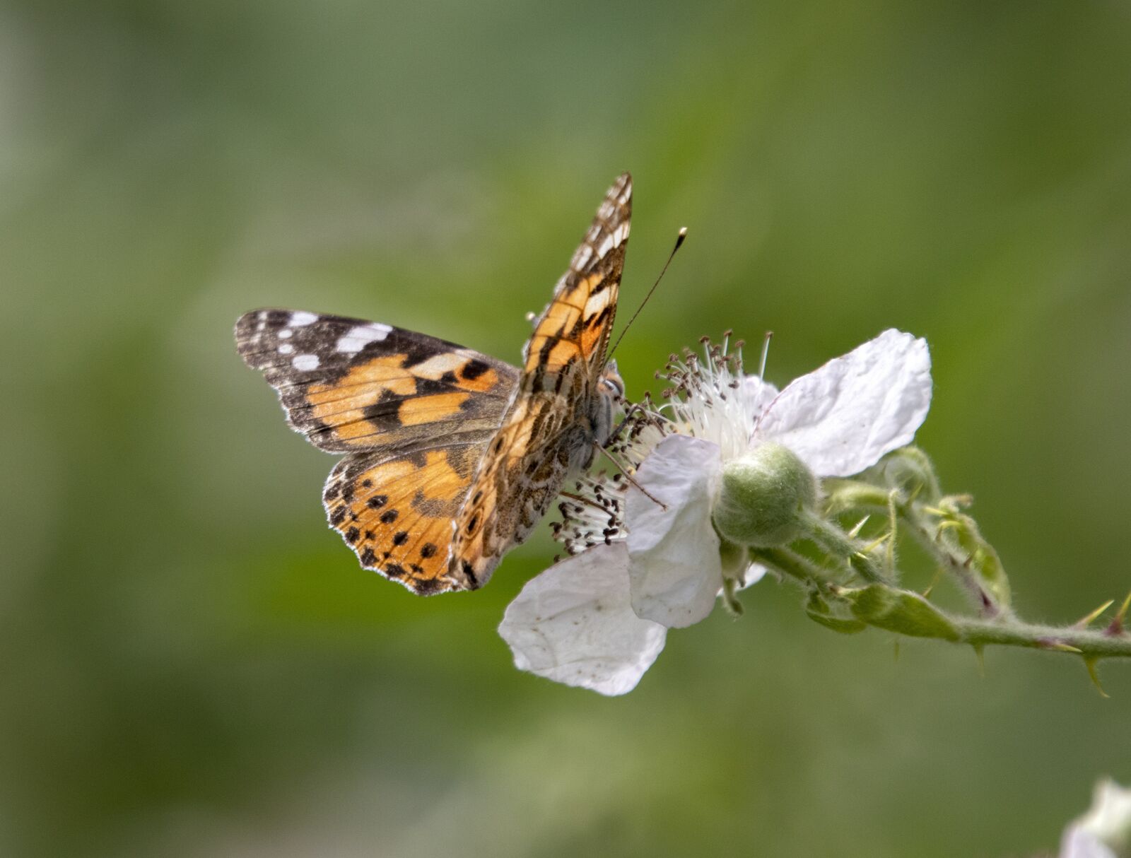 Sigma 100-400mm F5-6.3 DG OS HSM sample photo. Painted lady, butterfly, wings photography