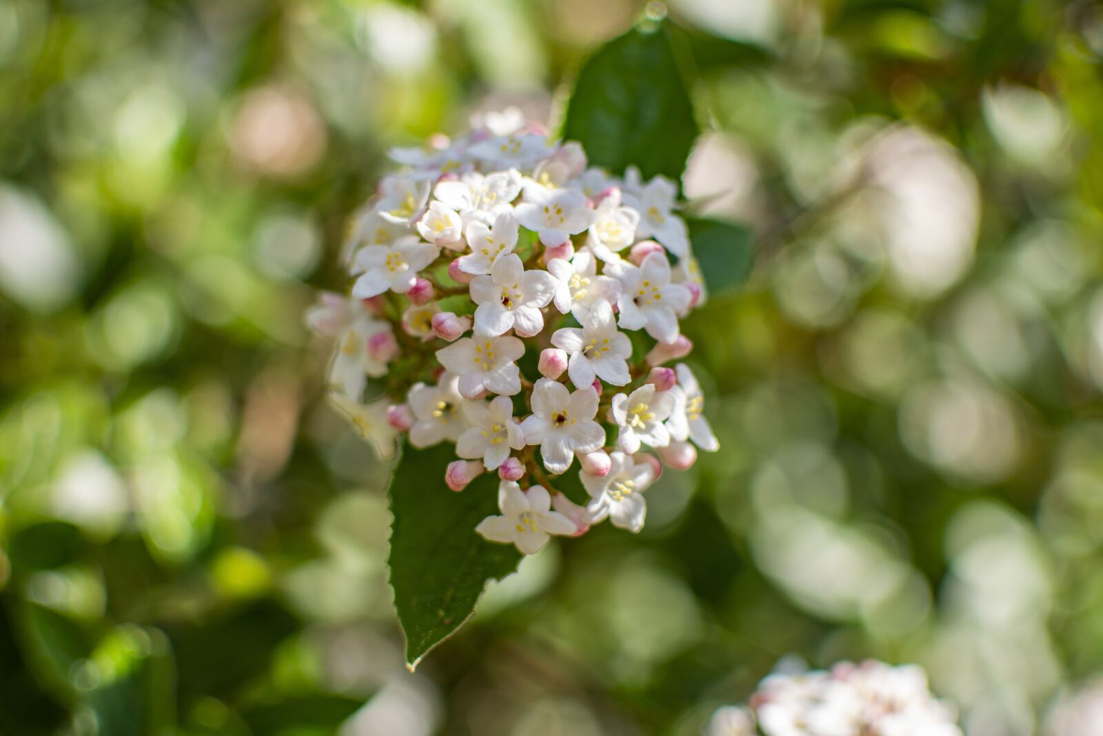 Nikon D5200 sample photo. Spring, flowers, season photography