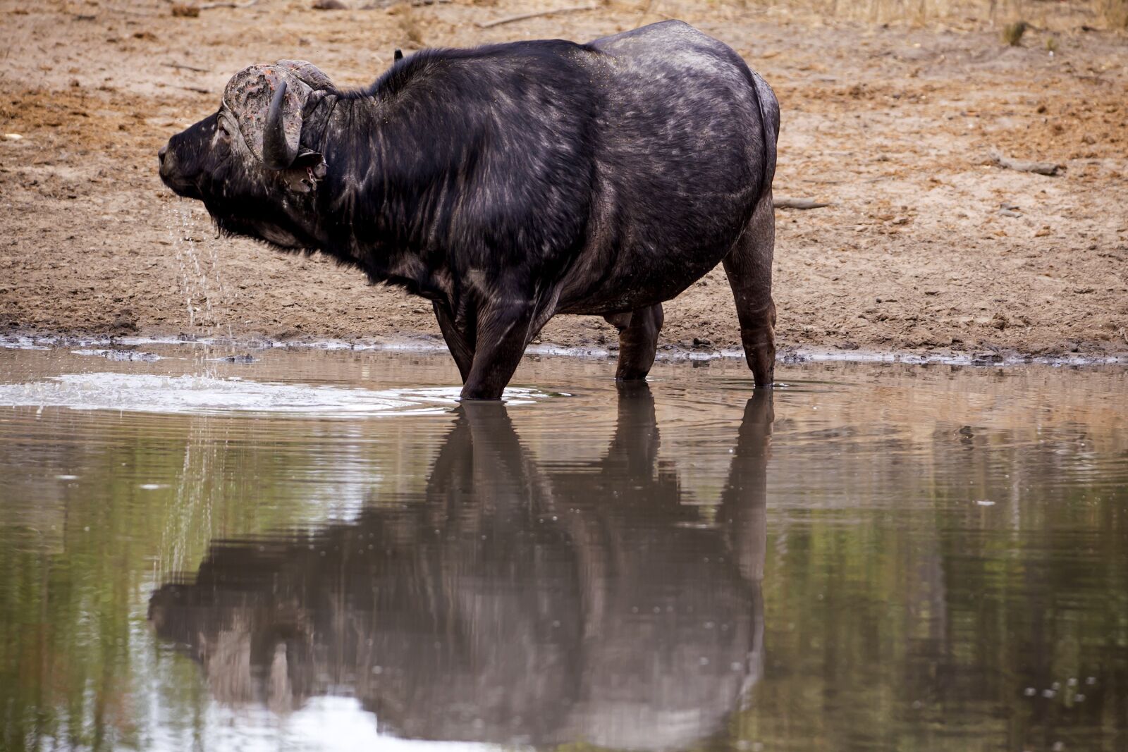 150-600mm F5-6.3 DG OS HSM | Contemporary 015 sample photo. Buffalo, wildlife, animal photography
