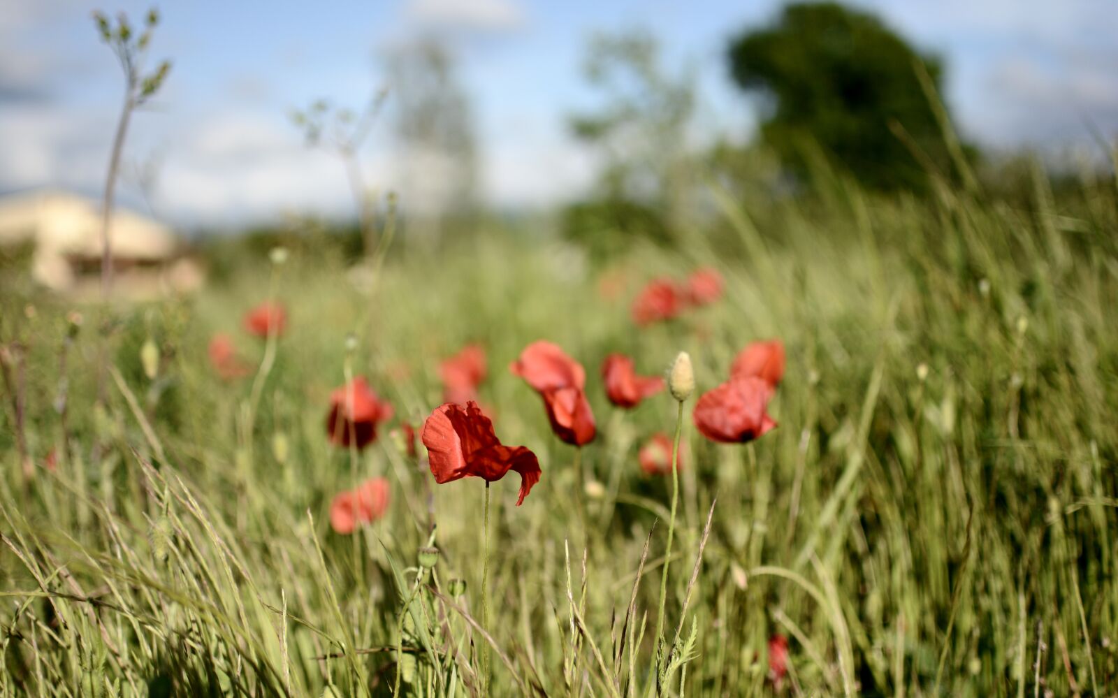 Nikon D7100 sample photo. Poppies, field, poppy photography