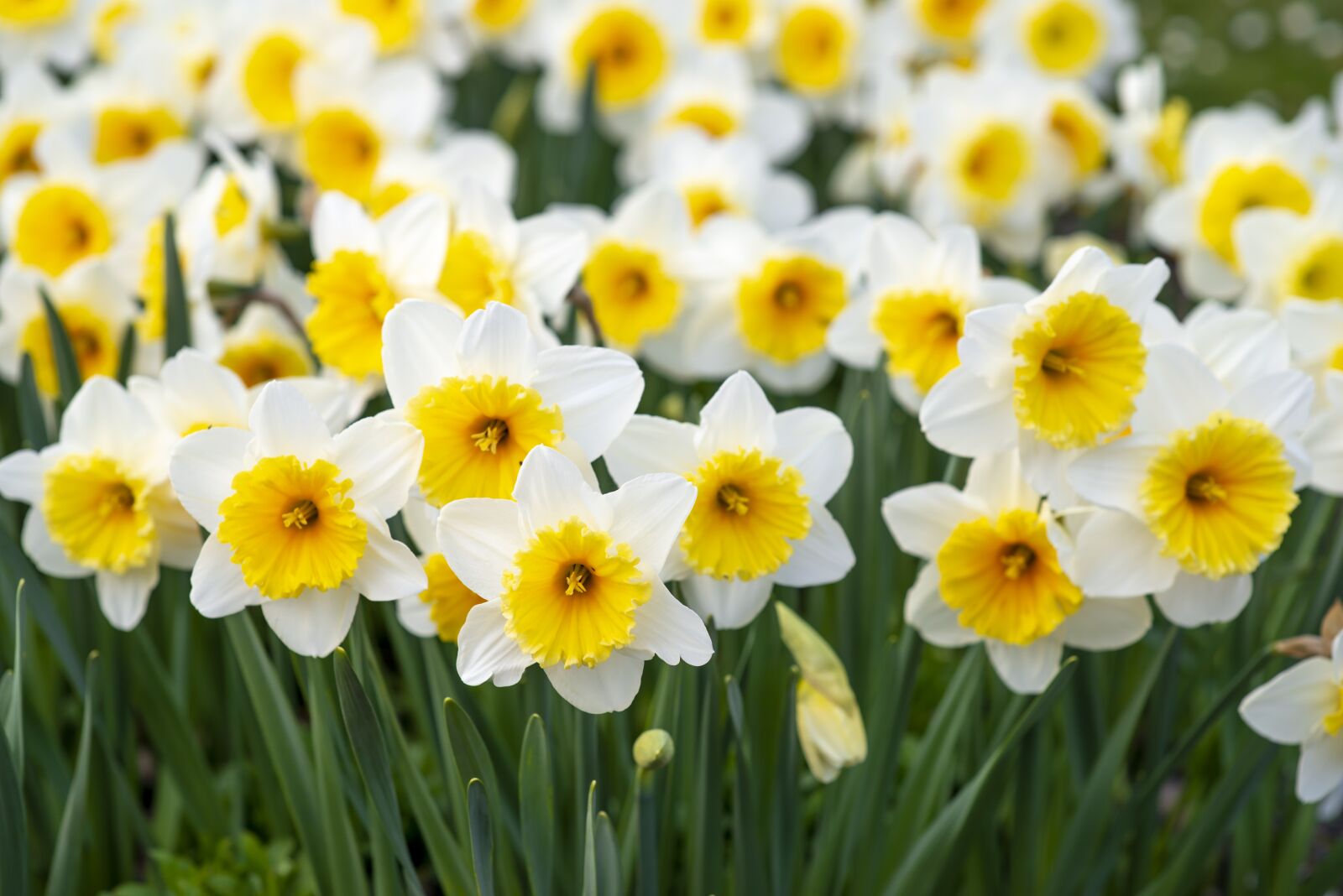 Nikon D800 sample photo. Spring flowers, white-and-yellow, flowers photography