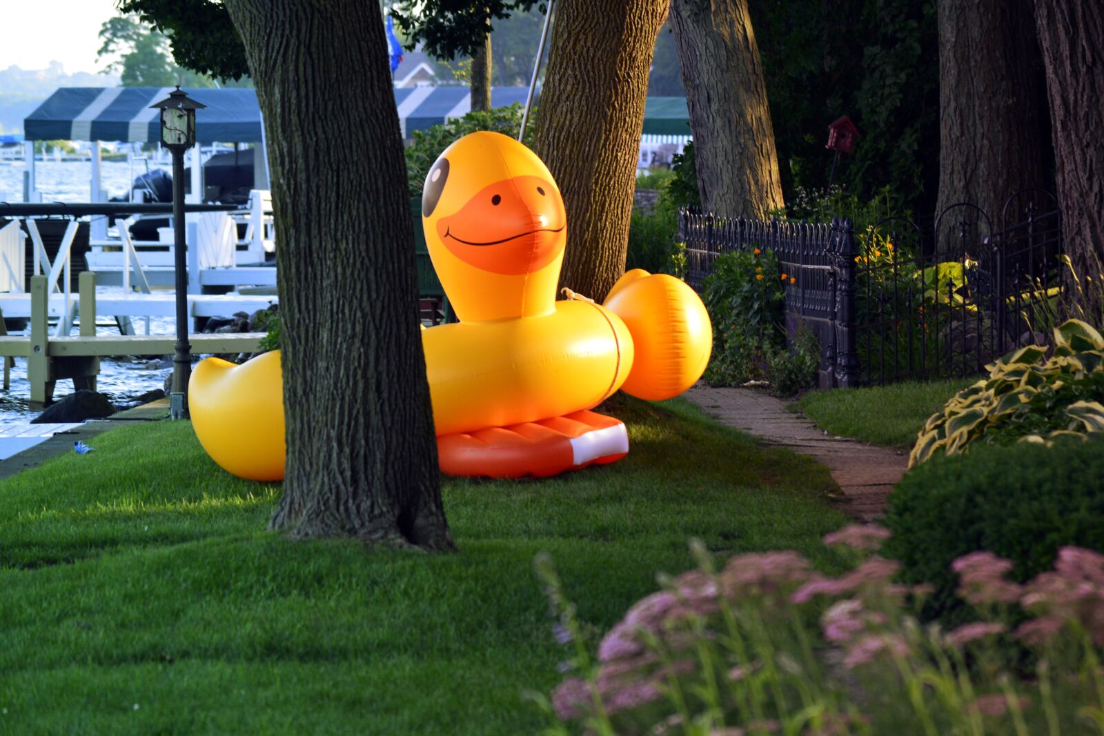 Nikon D3200 sample photo. Pool float, floaty, animal photography