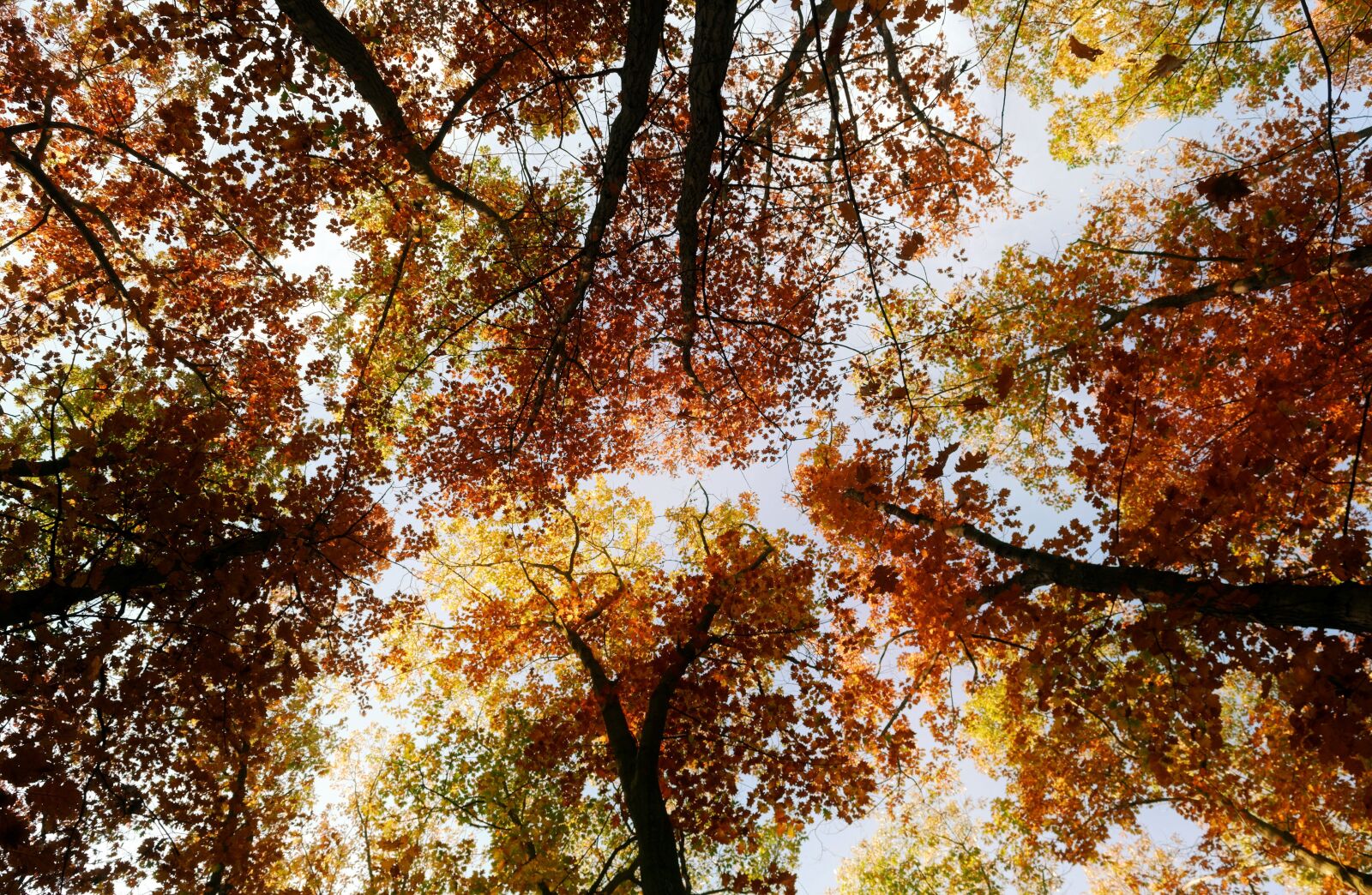 Nikon D3100 sample photo. Trees, branches, leaves photography