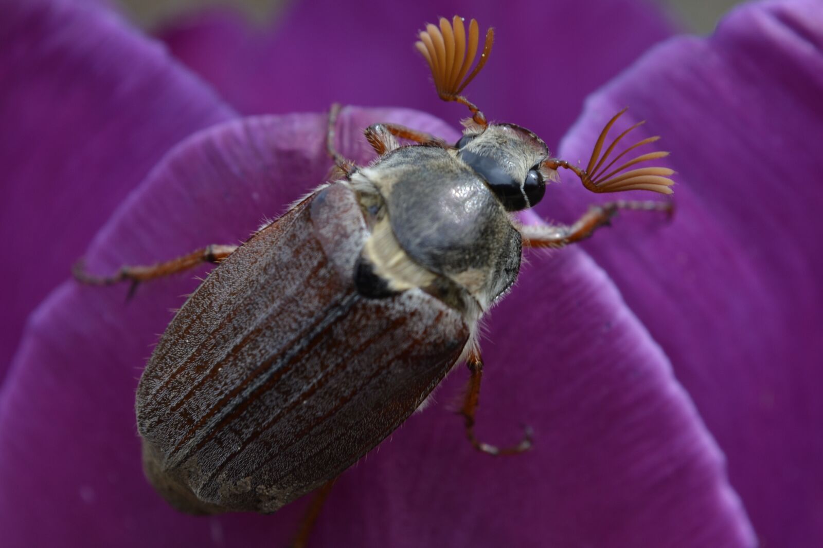 Nikon D3100 sample photo. Nature, close up, color photography