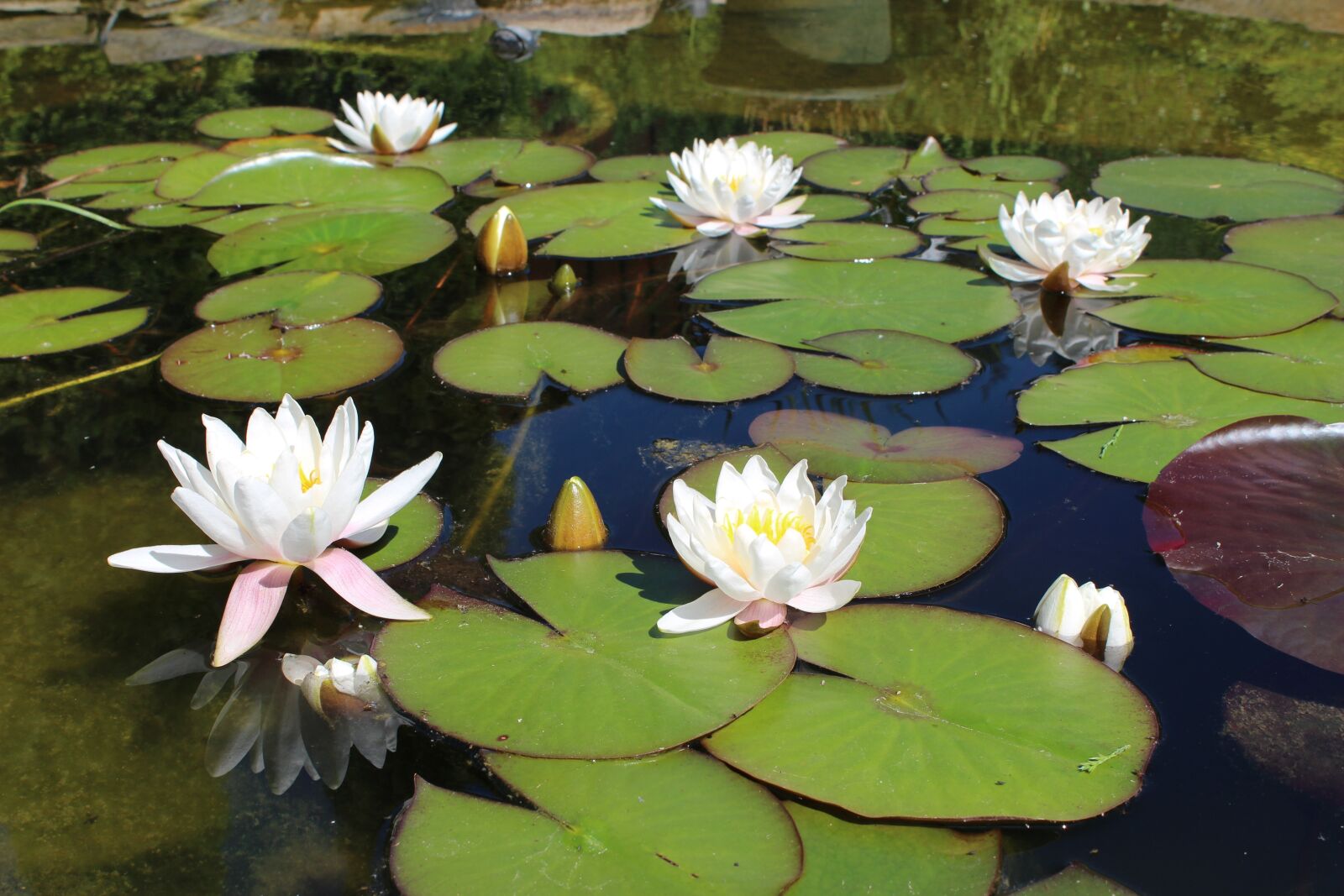 Canon EOS 650D (EOS Rebel T4i / EOS Kiss X6i) sample photo. Pond, lotus, lily photography