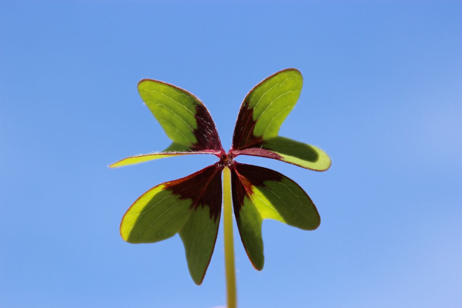 Canon EOS 1200D (EOS Rebel T5 / EOS Kiss X70 / EOS Hi) sample photo. Lucky clover, luck, sun photography