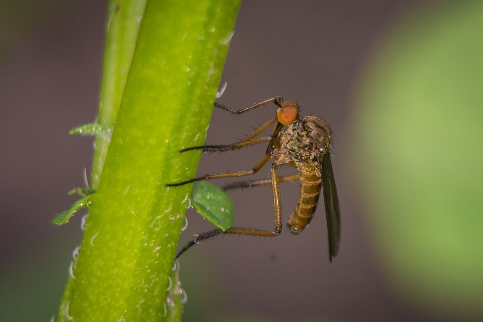 Nikon D7200 sample photo. Fly, macro, public record photography