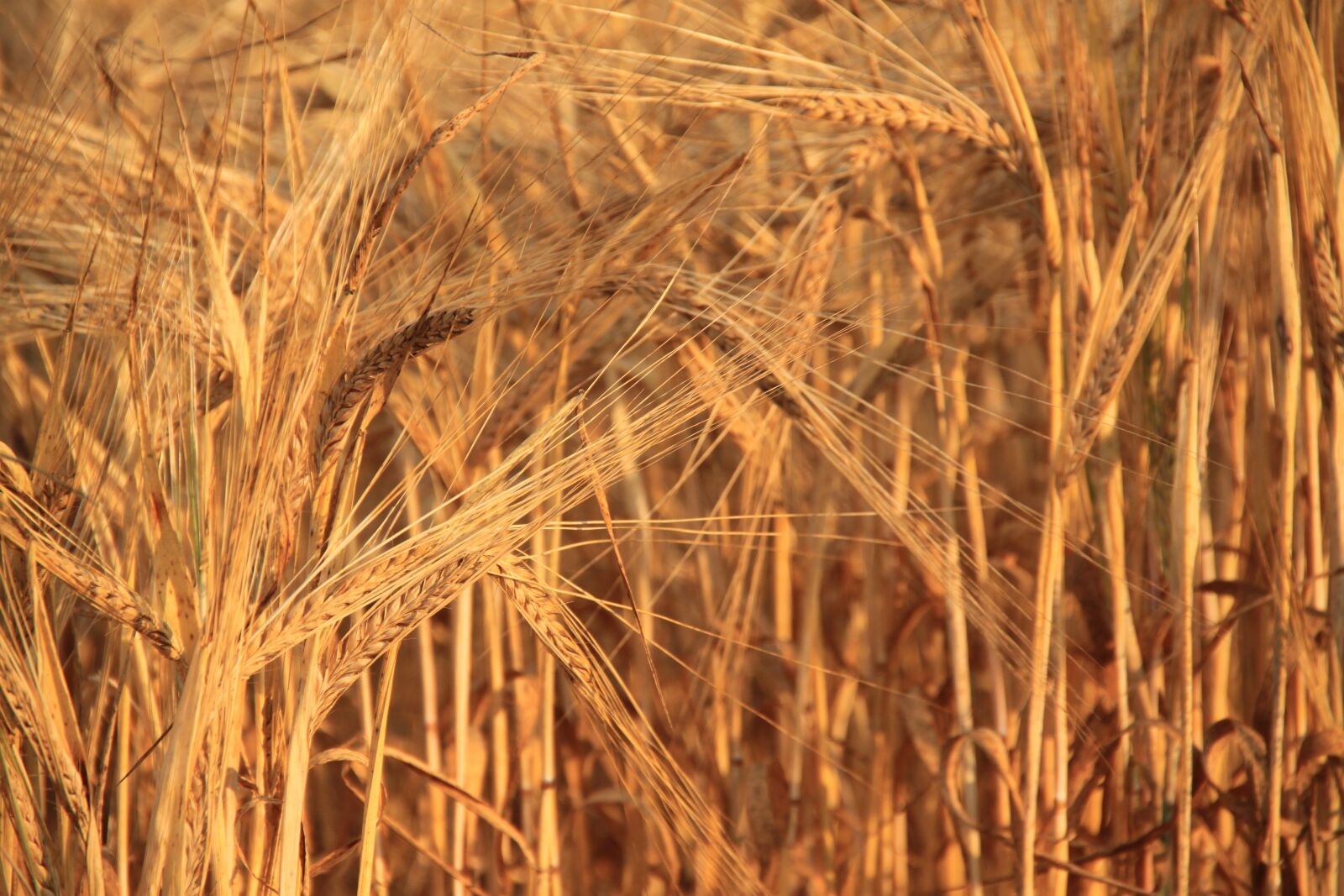 Canon EOS 500D (EOS Rebel T1i / EOS Kiss X3) sample photo. Wheat, cereals, plants photography