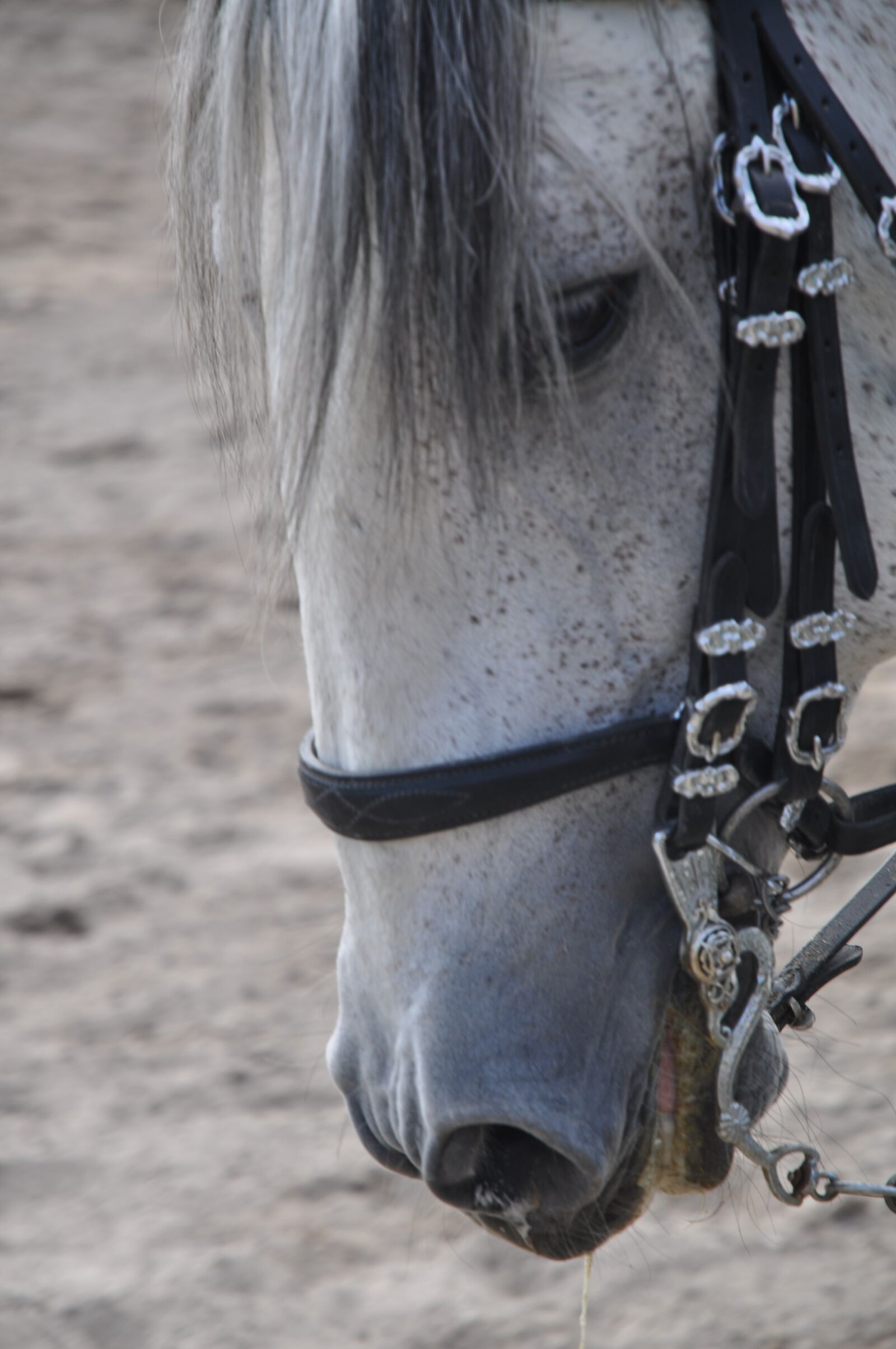 Nikon D5000 sample photo. Horse, face, portrait photography