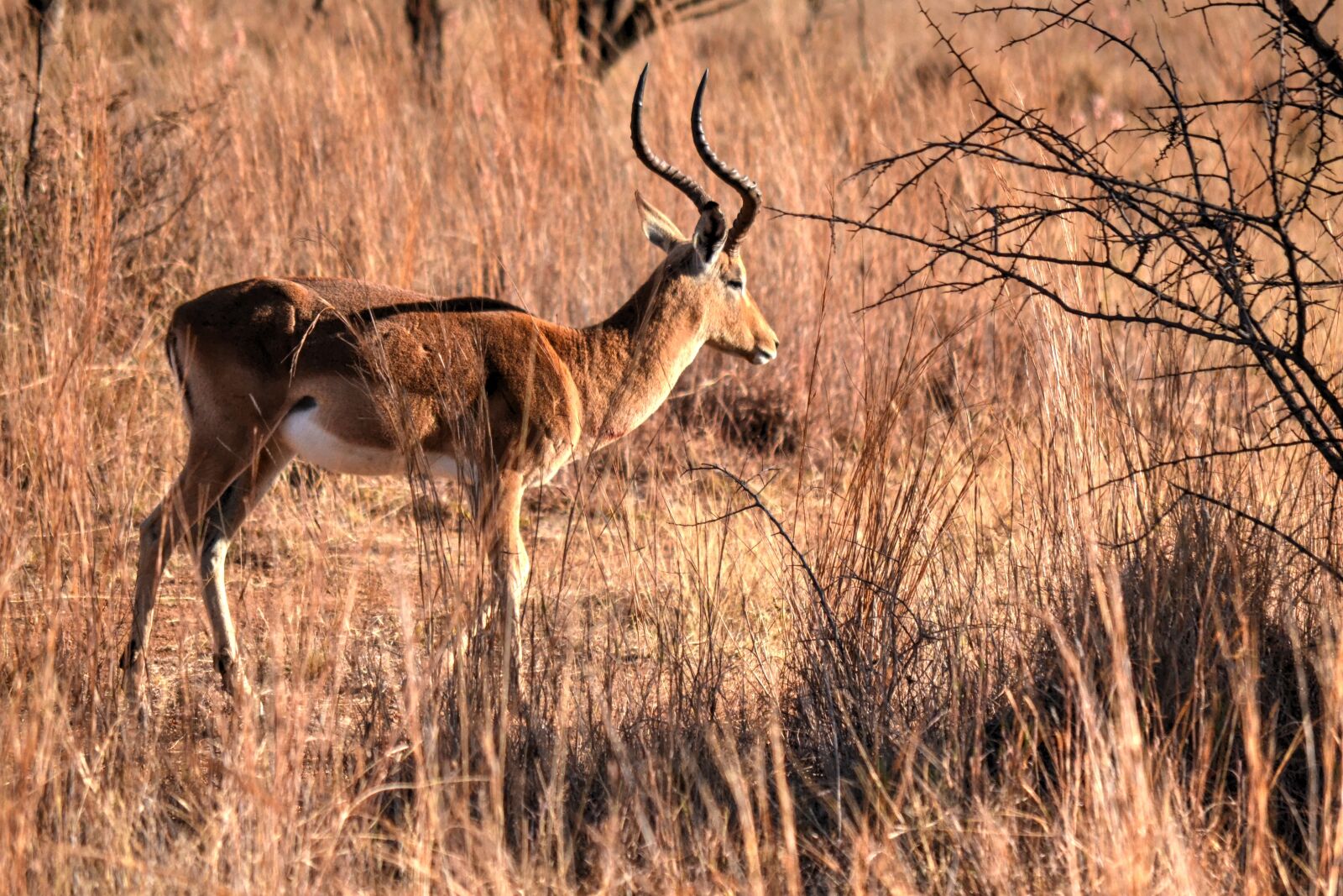Nikon D3100 sample photo. Africa sun, safari, wild photography