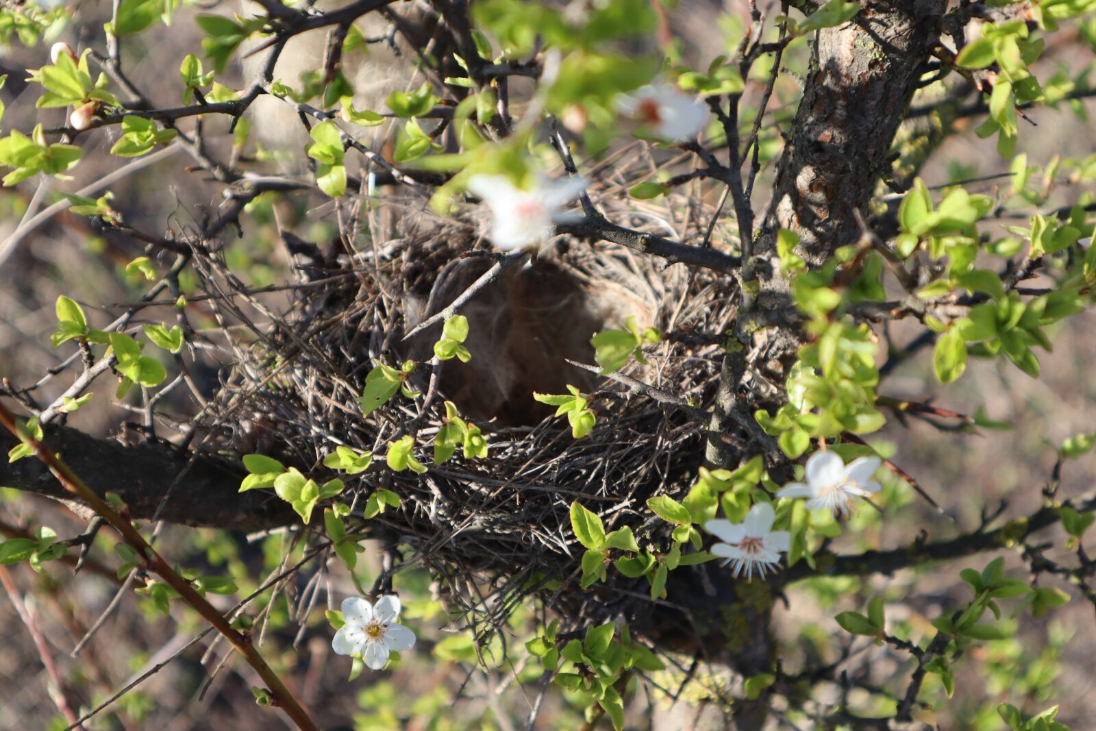 Canon EF-M 15-45mm F3.5-6.3 IS STM sample photo. Birds nest, jack, spring photography