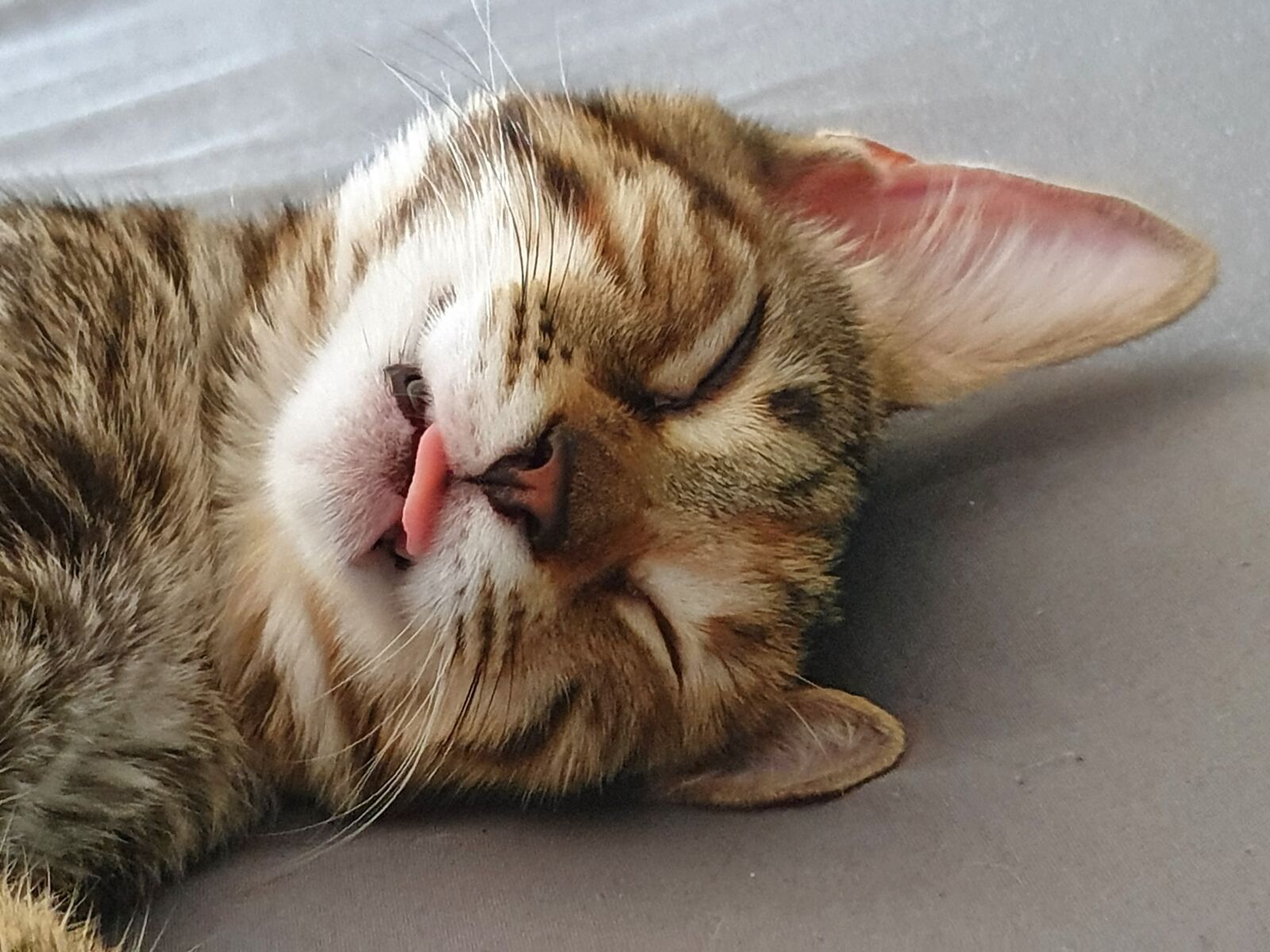 Samsung SM-G973F sample photo. Cat, language, kitten photography