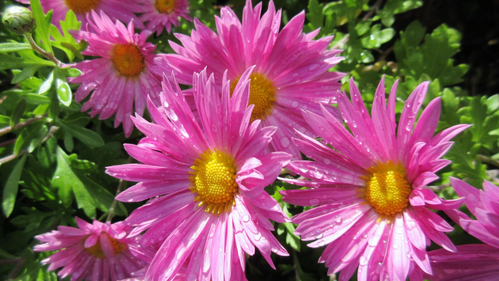 Canon PowerShot ELPH 340 HS (IXUS 265 HS / IXY 630) sample photo. Aster, pink flower, autumn photography
