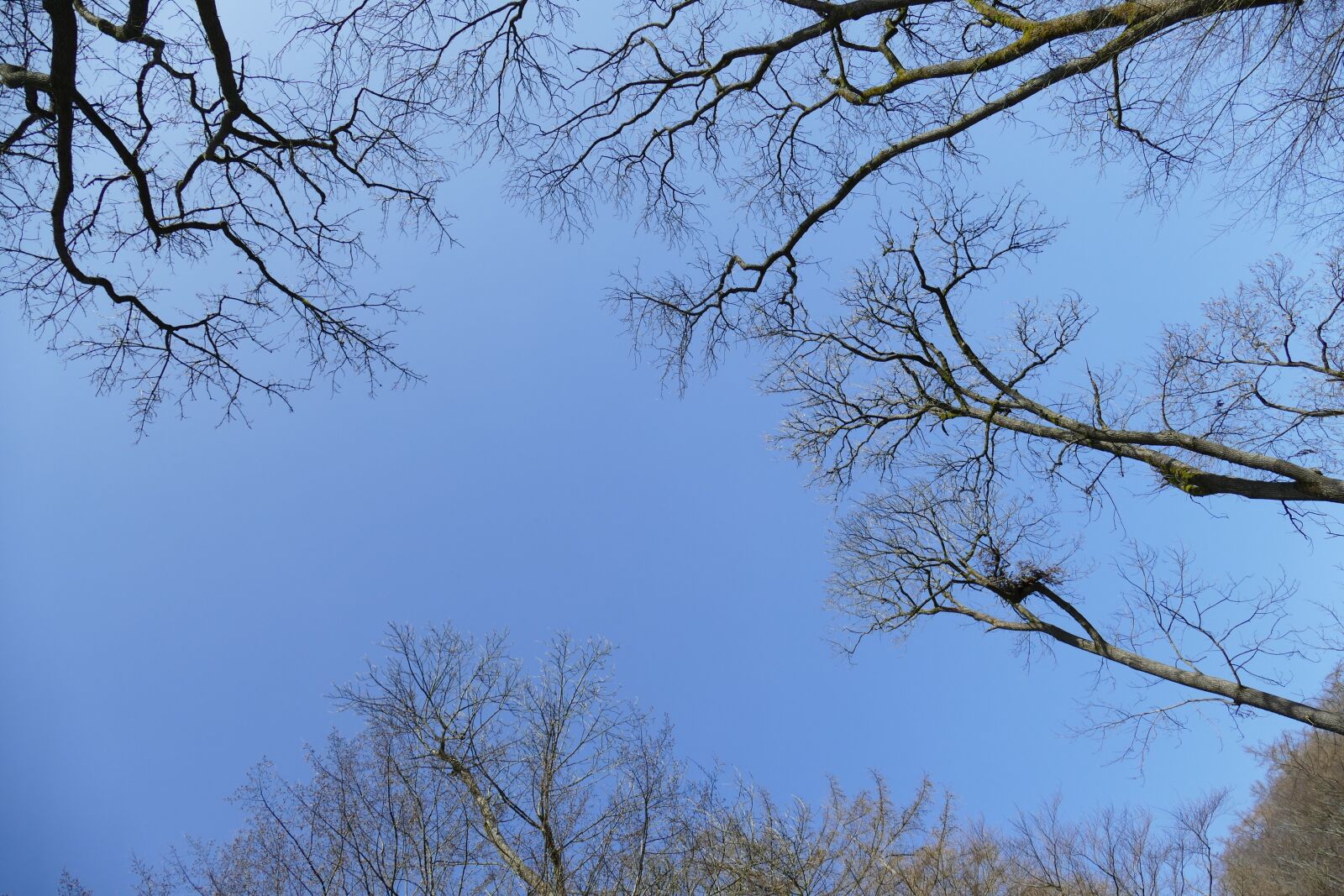 Panasonic Lumix DMC-FZ1000 sample photo. Sky, idyllic, forest photography