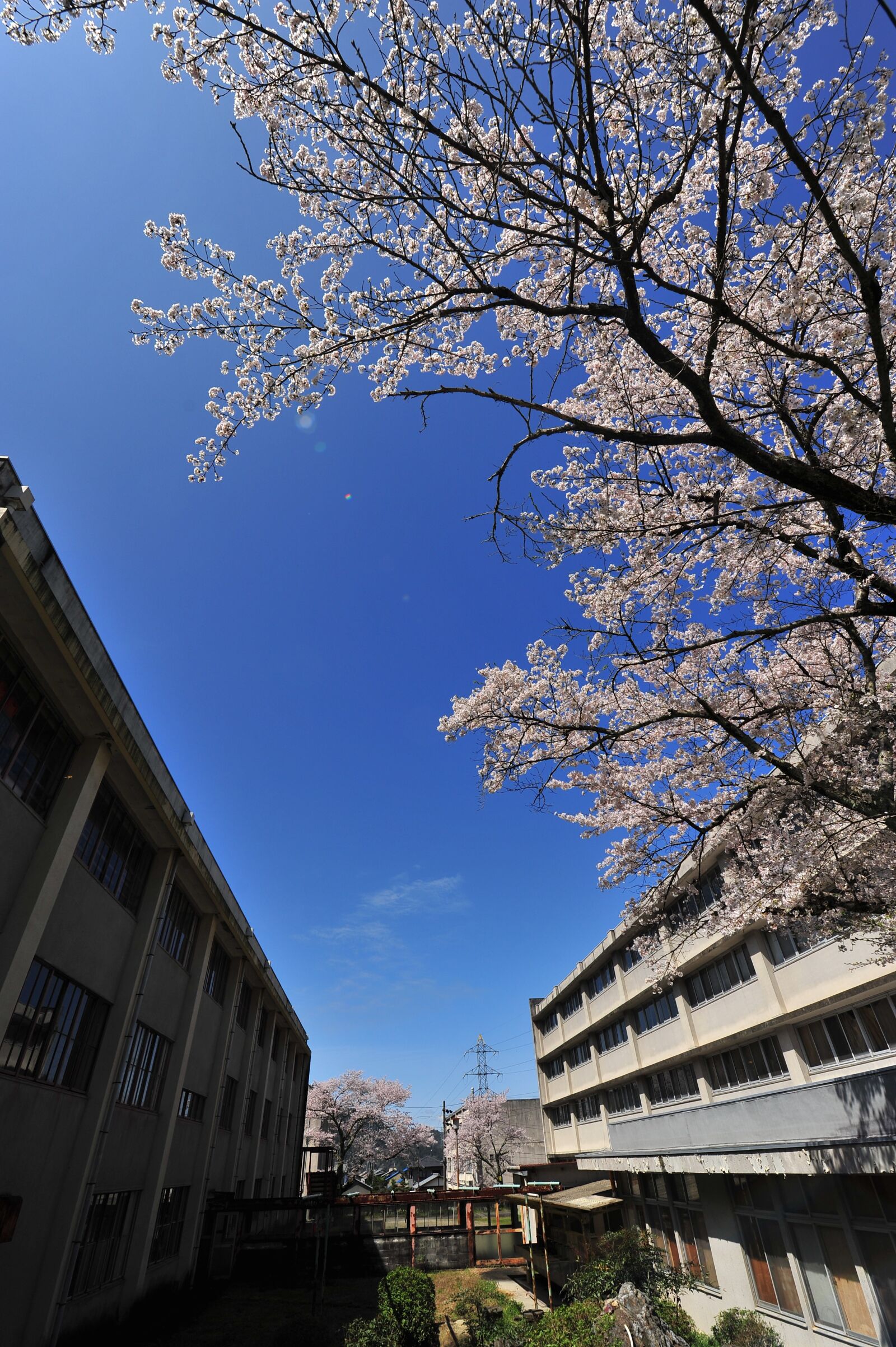 Nikon D700 sample photo. Cherry blossoms, blue sky photography
