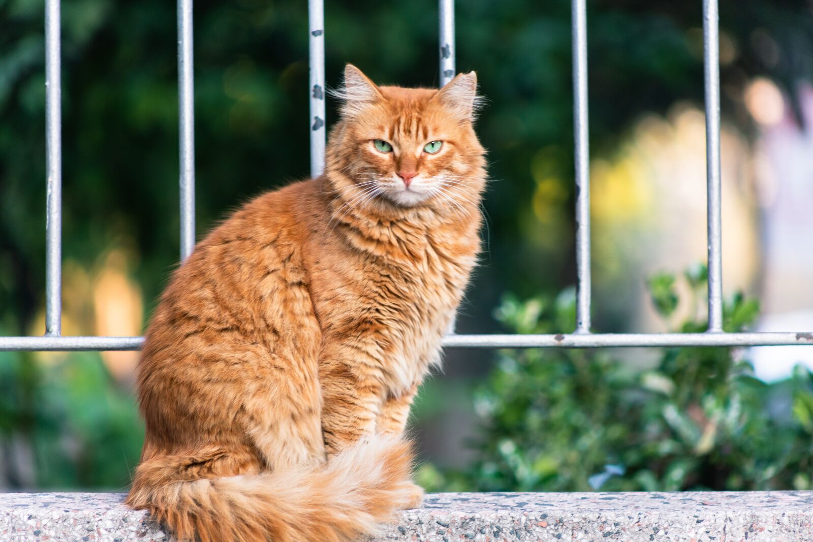Canon EF75-300mm f/4-5.6 sample photo. Lovely, sun, cat photography