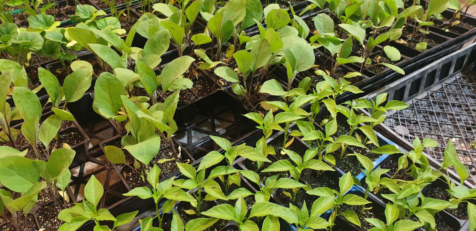 Samsung Galaxy Note9 sample photo. Bud, seedlings, green photography