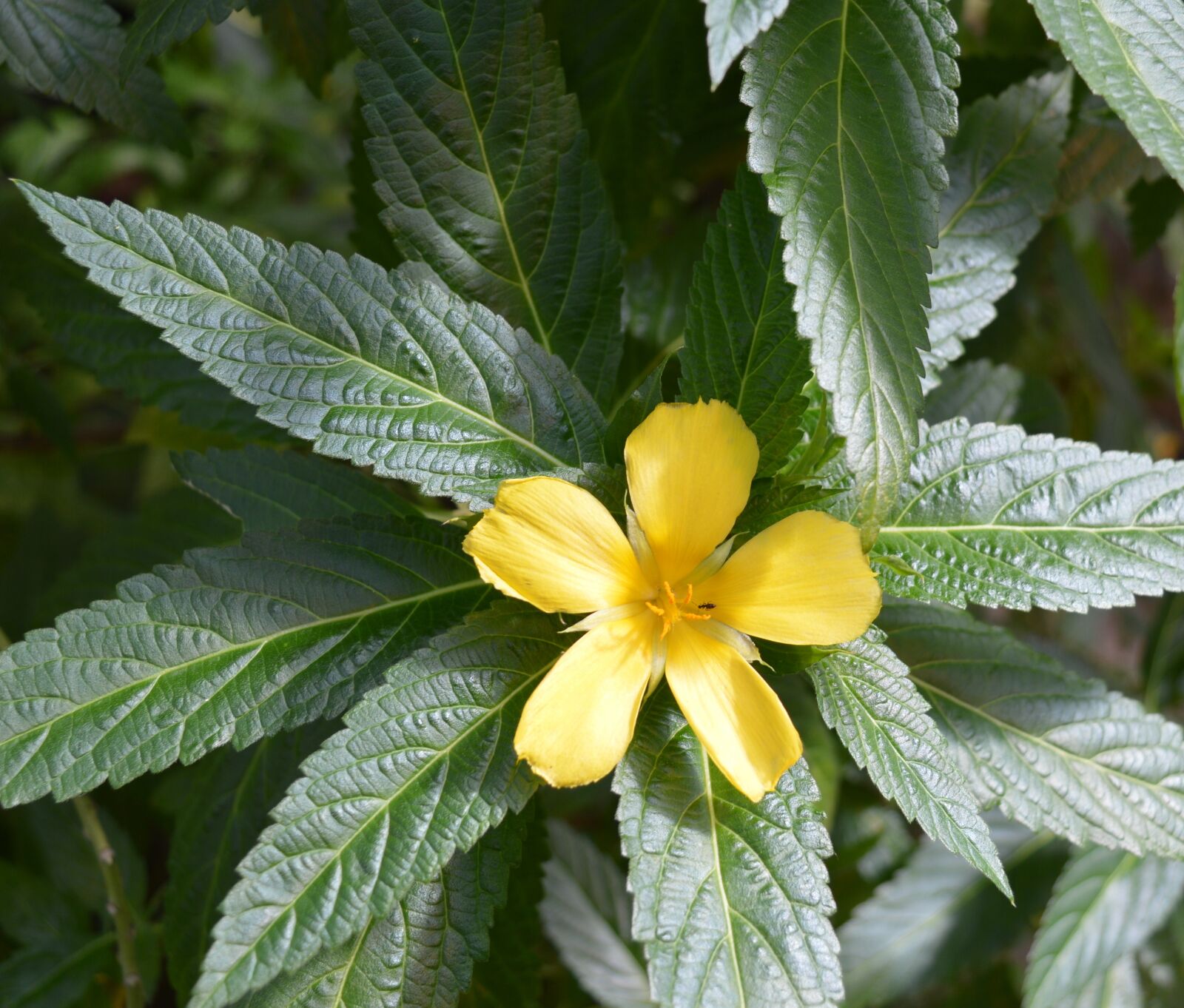 Nikon D3200 sample photo. Blossom, bloom, yellow photography