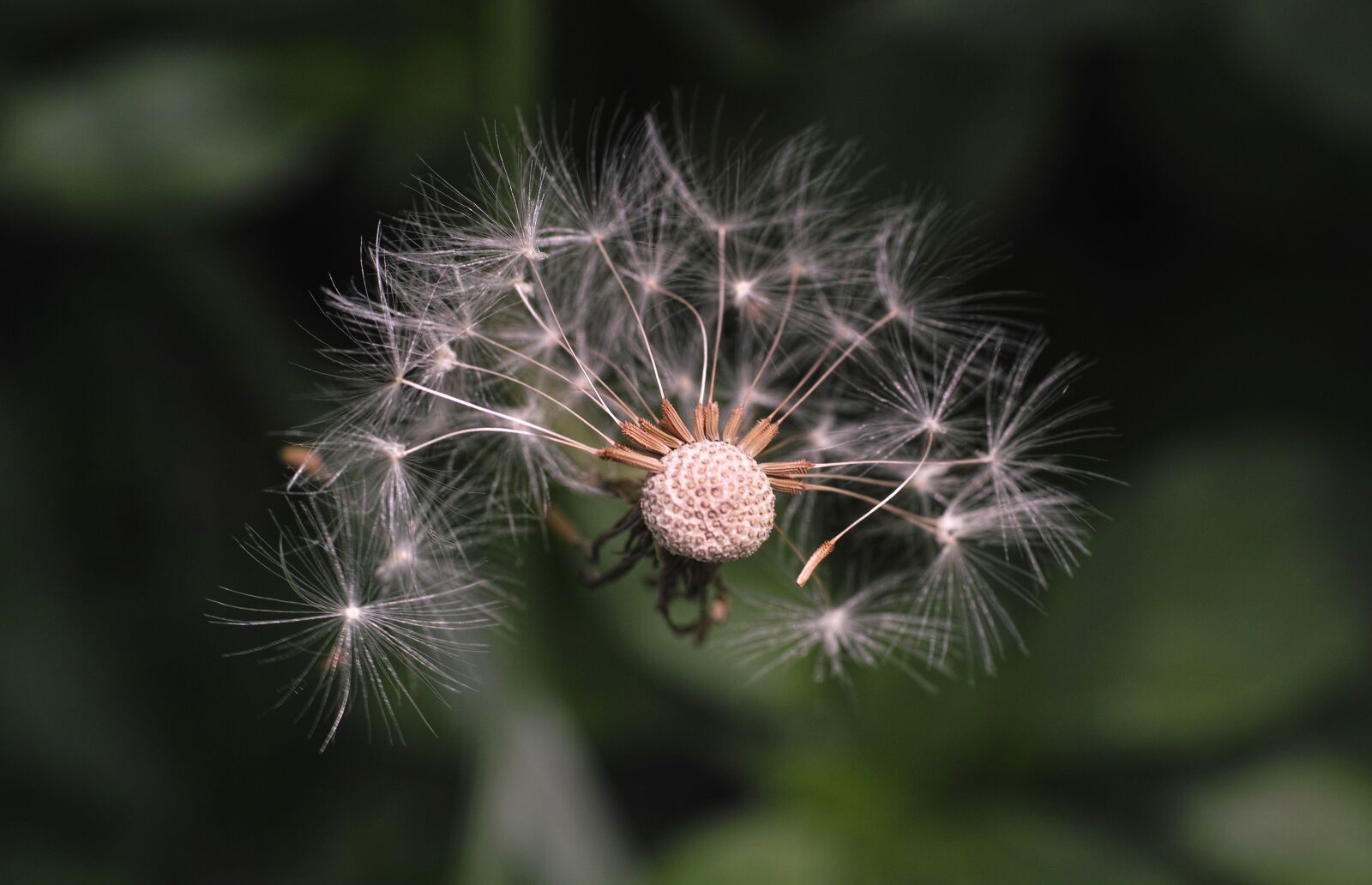 Sigma DP3 Merrill sample photo. Flower, dandelion, garden photography