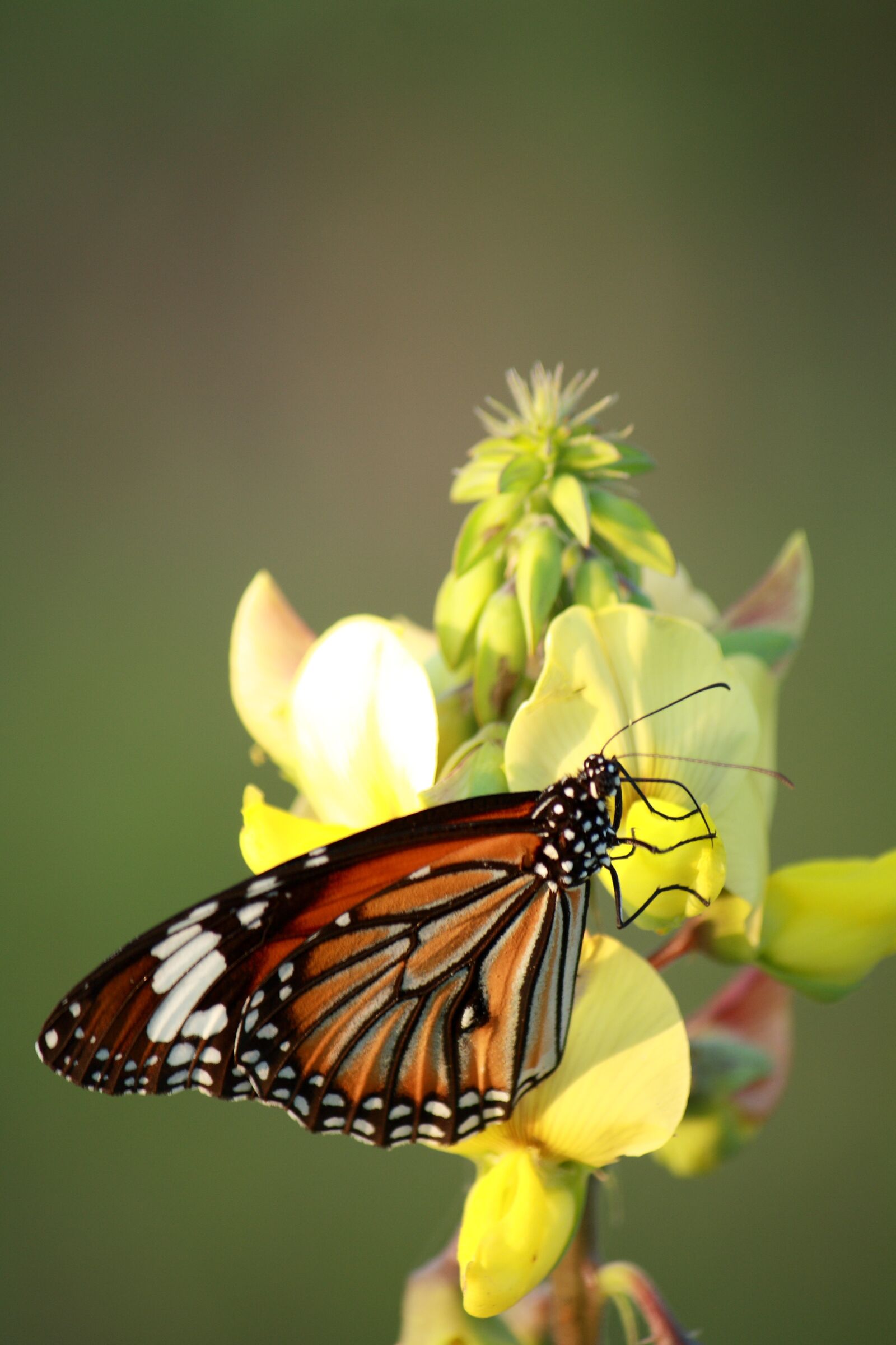 Canon EOS 1000D (EOS Digital Rebel XS / EOS Kiss F) sample photo. Butterfly, nature, insect photography
