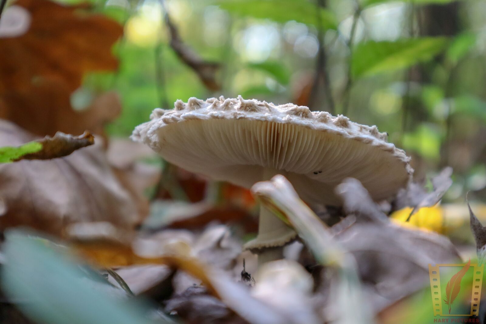 Canon EOS M50 (EOS Kiss M) sample photo. Autumn, wood, nature photography