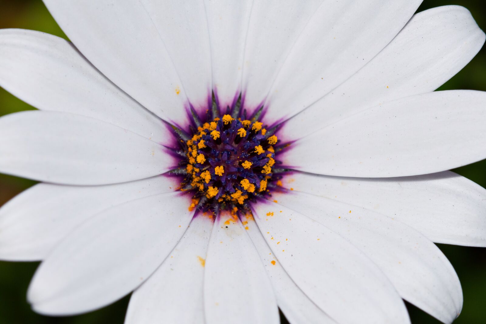 Nikon D5500 sample photo. Flower, close up, macro photography