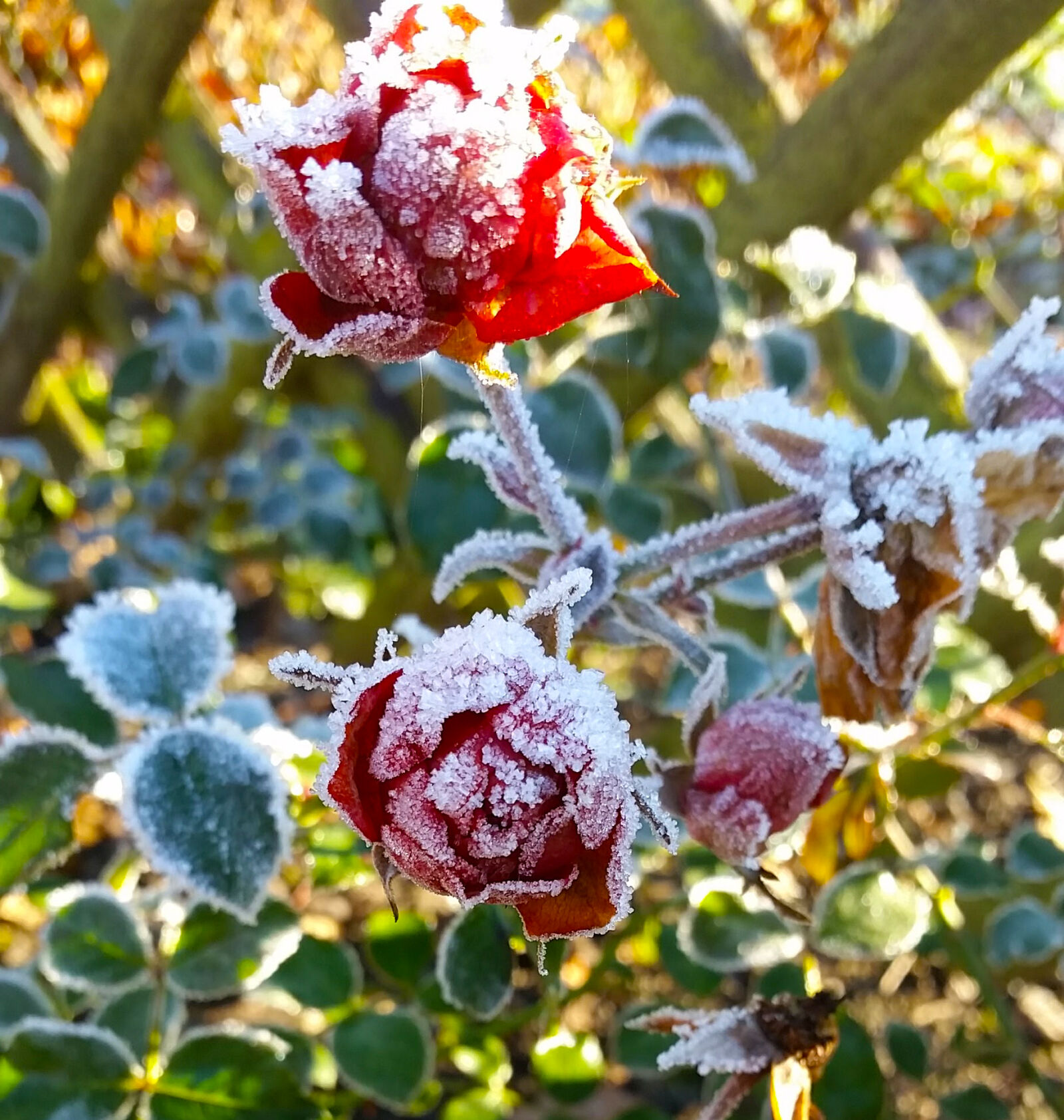 Samsung Galaxy S5 sample photo. Flower, ice, crystal, rose photography