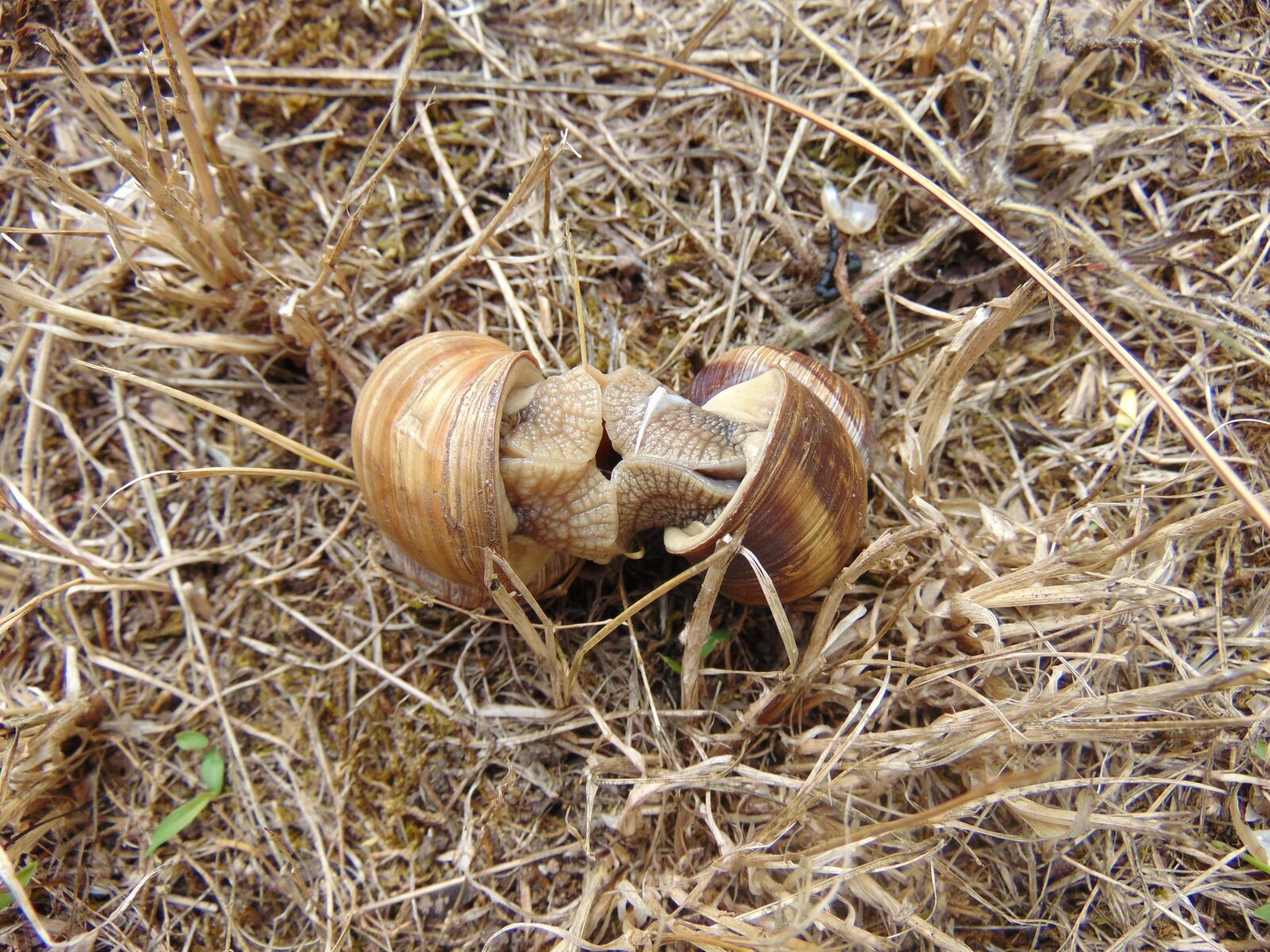 Sony Cyber-shot DSC-H300 sample photo. Snails, mating, grass photography