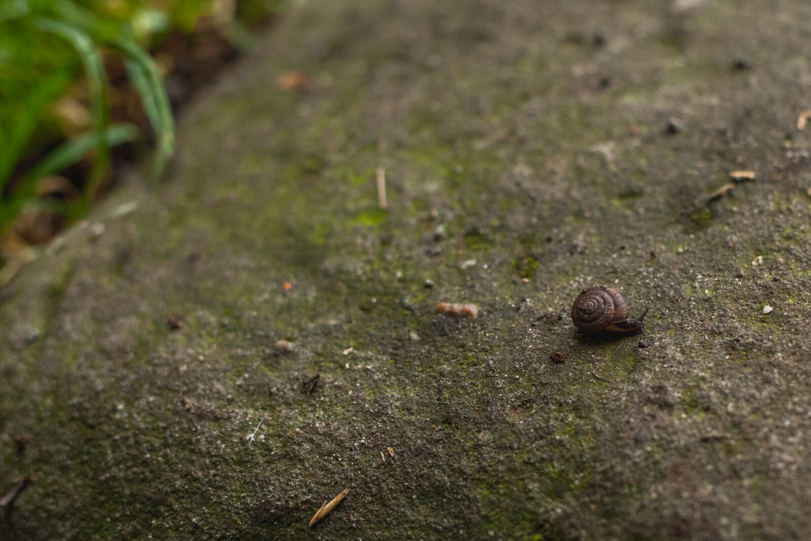 Canon EF 50mm F1.8 II sample photo. Snail, wallpaper photography