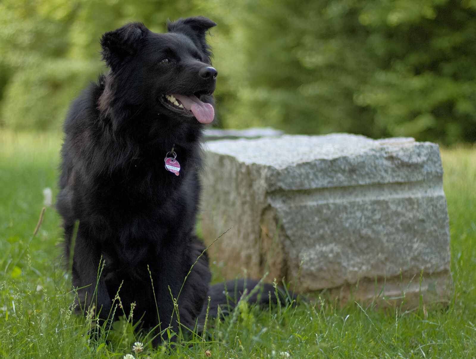 Canon EOS 1100D (EOS Rebel T3 / EOS Kiss X50) + Canon EF 50mm F1.8 STM sample photo. Dog, animal, nature photography