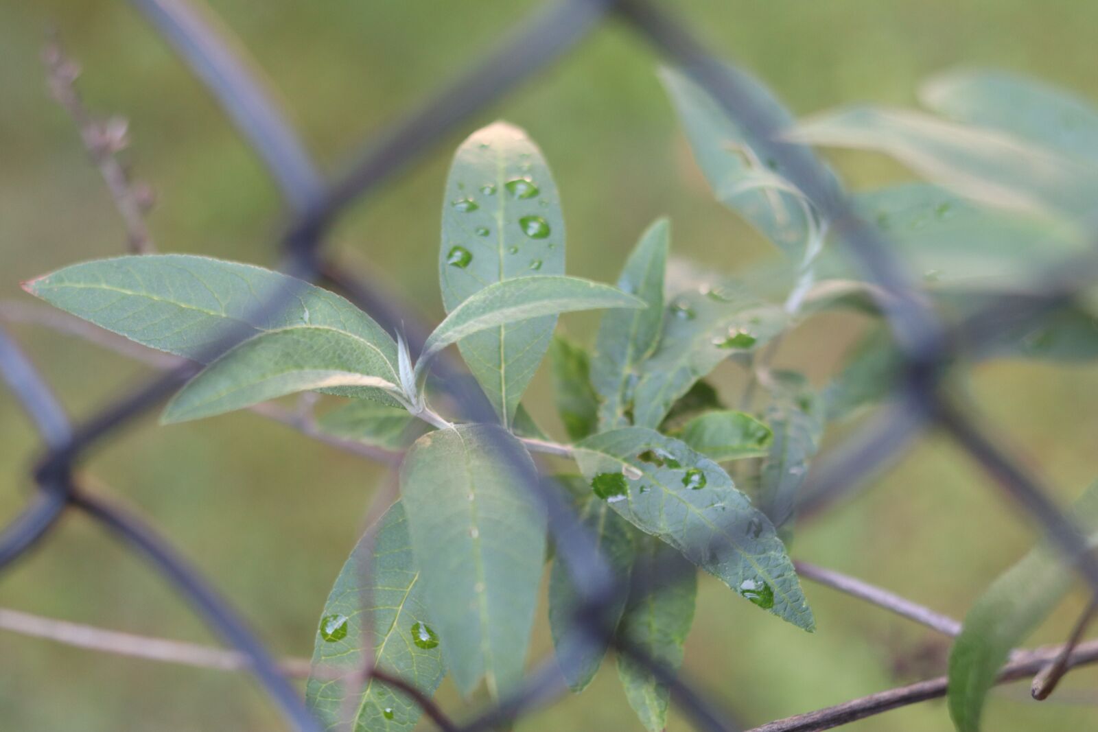 Canon EOS M50 (EOS Kiss M) + Canon EF 50mm F1.8 STM sample photo. Nature, plant, leaf photography