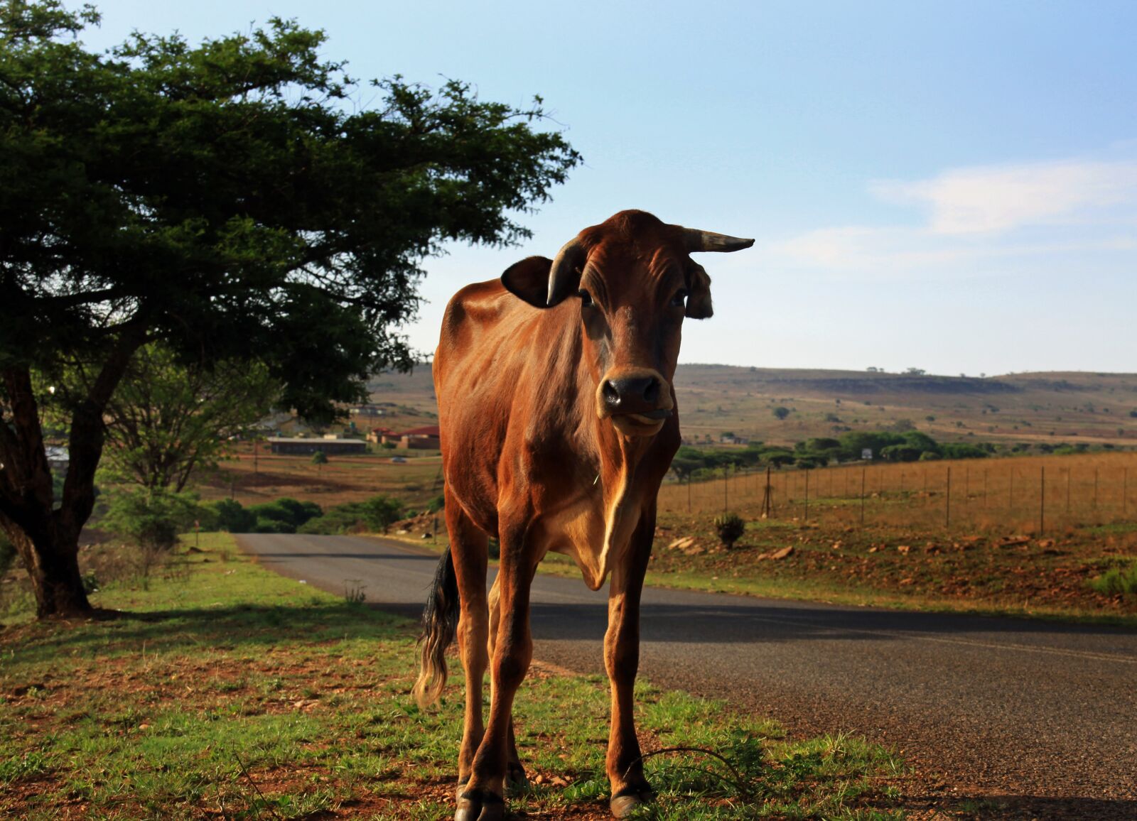 Canon EOS 50D sample photo. Mammal, agriculture, farm photography