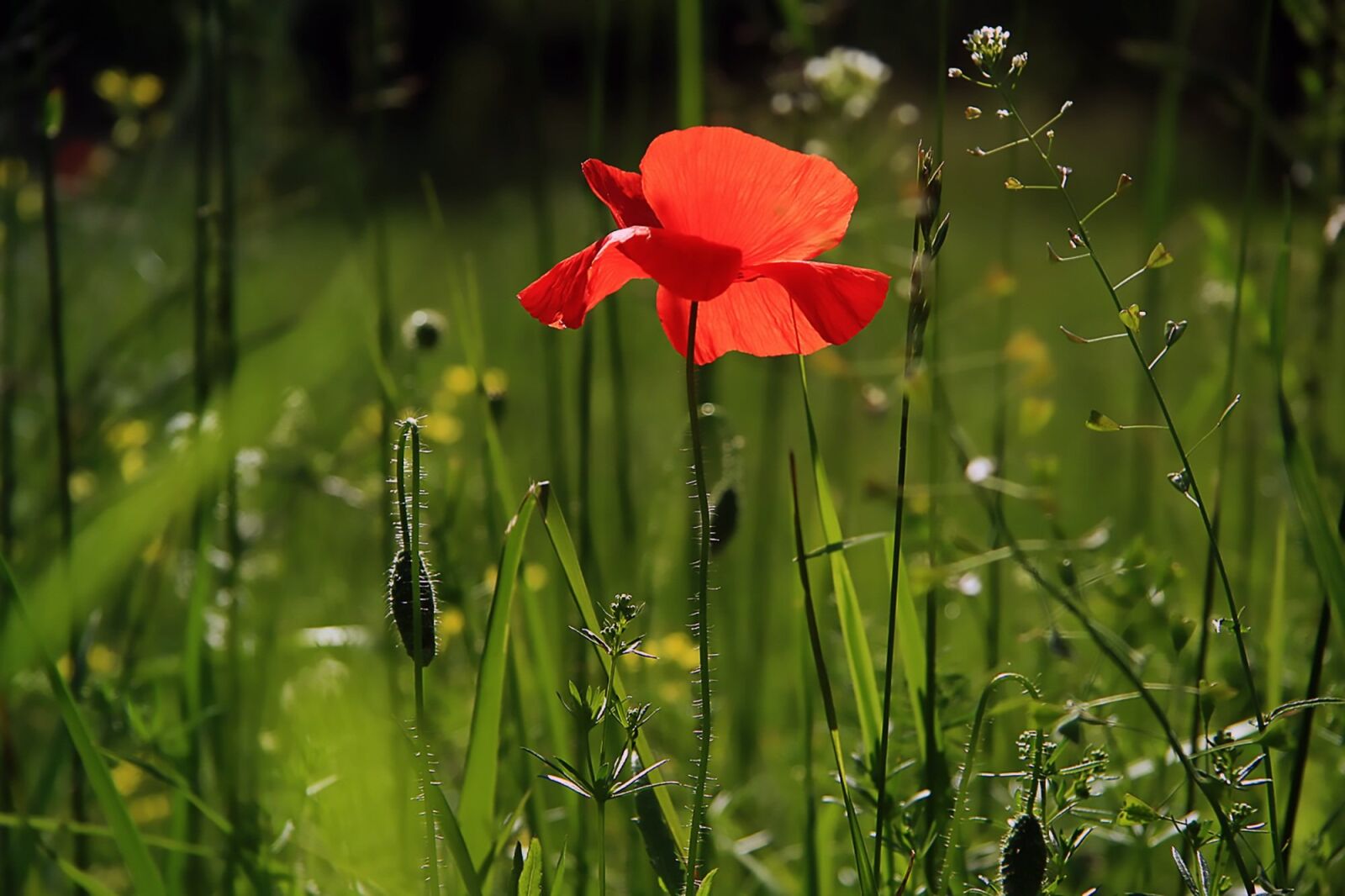 Canon EOS 1000D (EOS Digital Rebel XS / EOS Kiss F) sample photo. Poppy, flower, nature photography