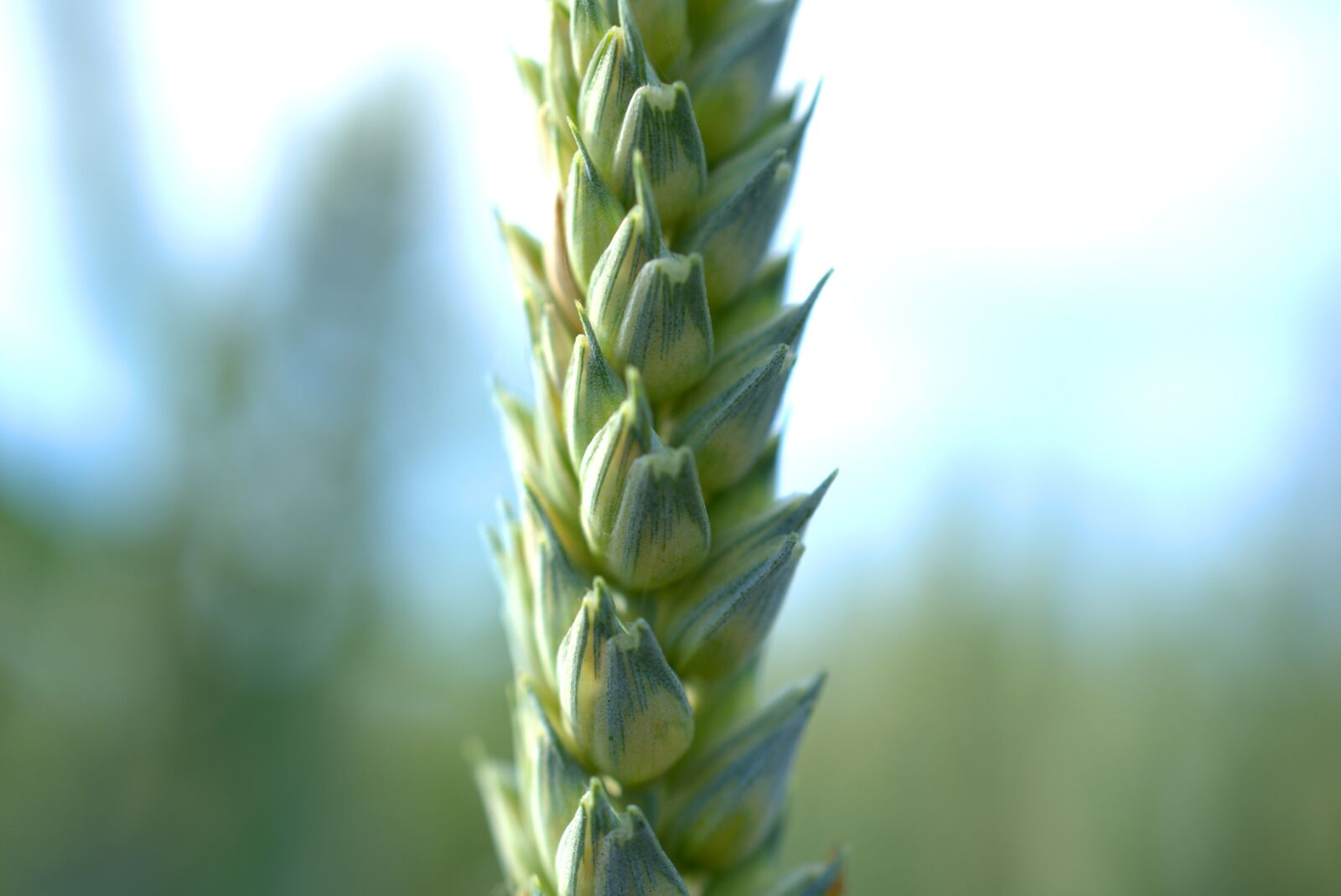 Sony a7 II + Sony FE 50mm F2.8 Macro sample photo. Grain, harvest, agriculture photography