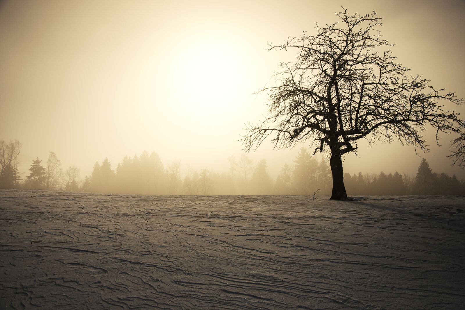 Nikon D7200 sample photo. Winter sun, winter, snow photography