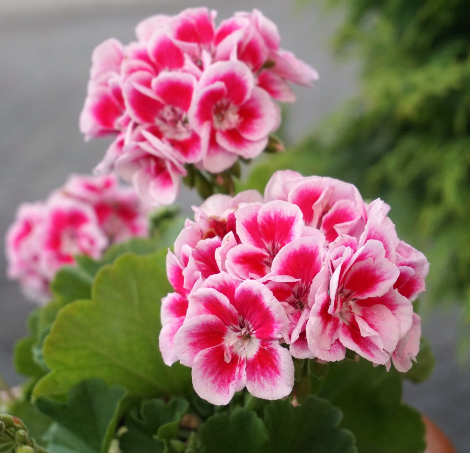 Sony a6000 sample photo. Blossom, bloom, pink photography