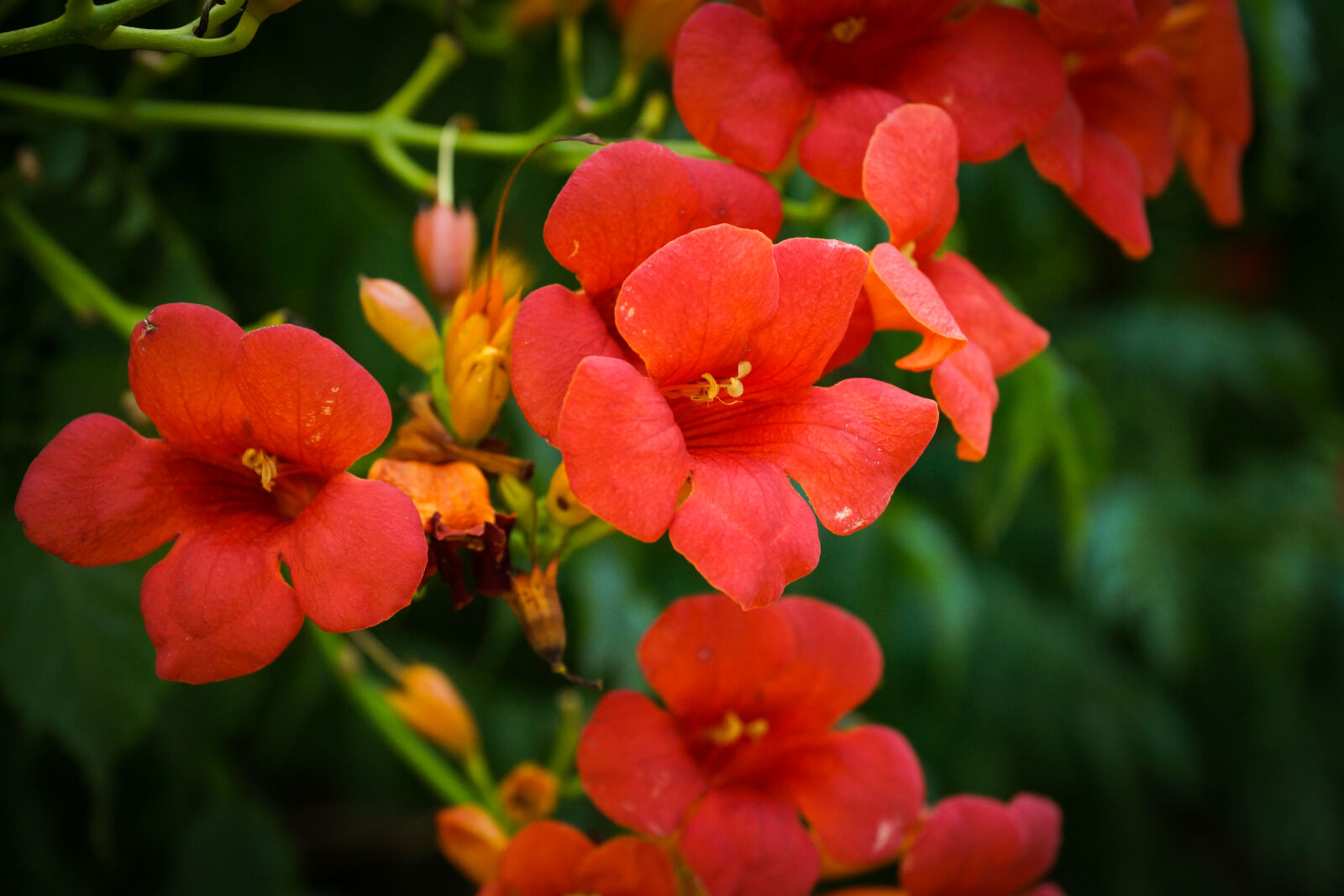 Sony SLT-A77 + Sony DT 16-50mm F2.8 SSM sample photo. Flower, laurier, macro, nature photography