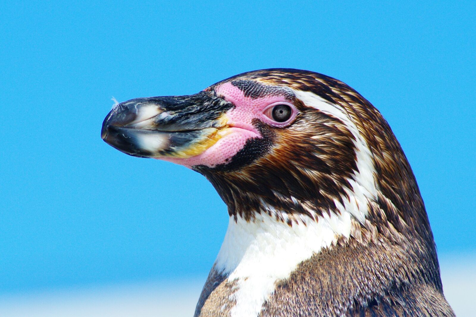 Samsung GX-20 sample photo. Penguin, bird, close up photography